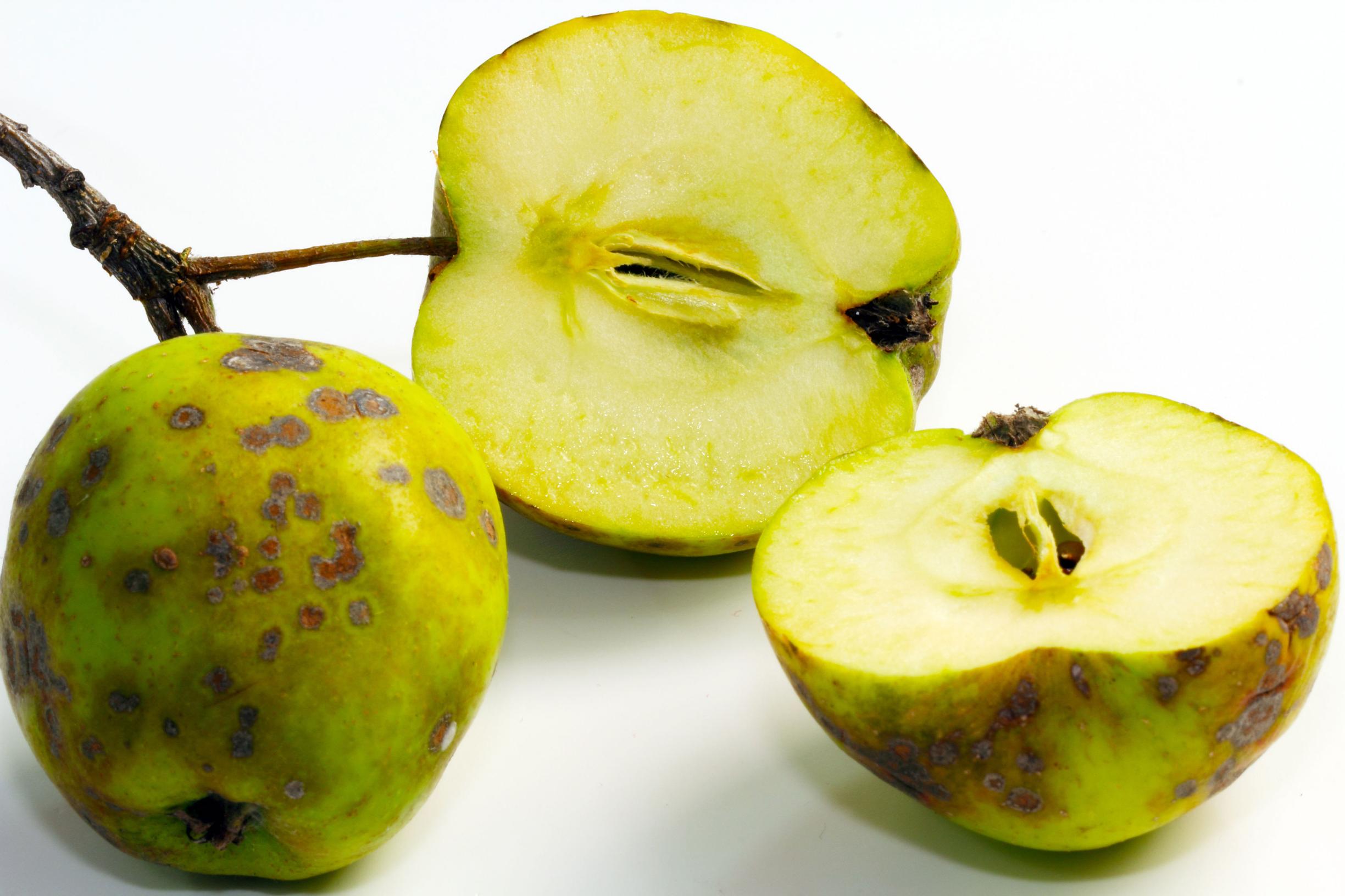 Omenarupi