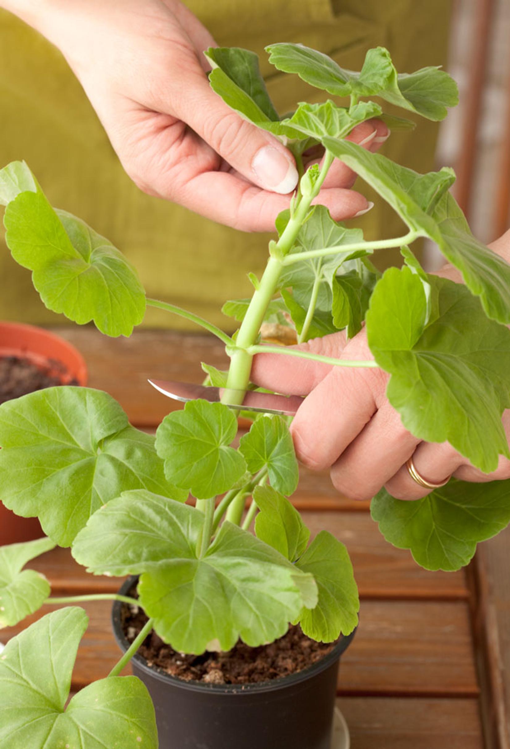 Pelargonin lisäys pistokkaasta