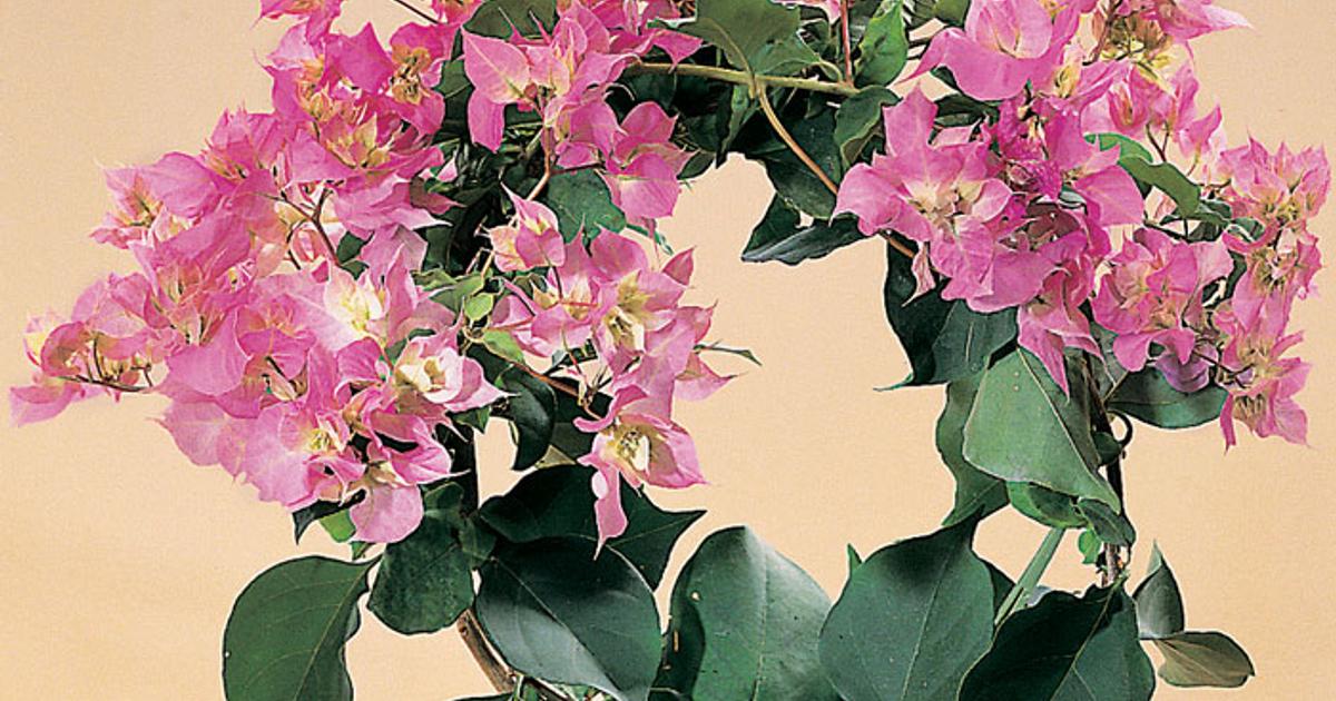 Растение бугенвиллия фото комнатное растение Растение бугенвиллия фото комнатное растение