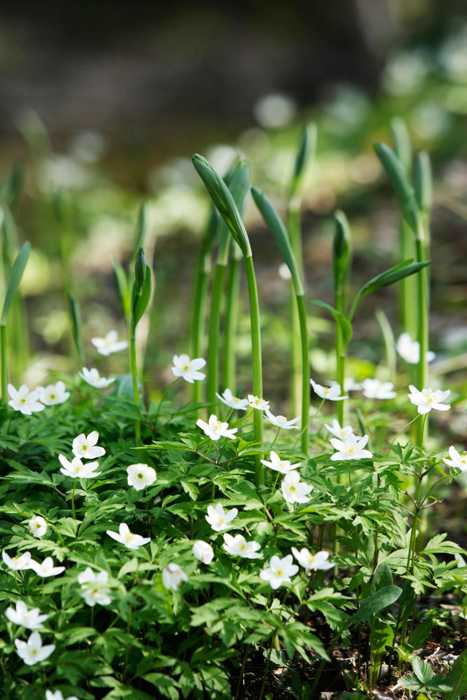 Perennat lehtikuusen varjoon