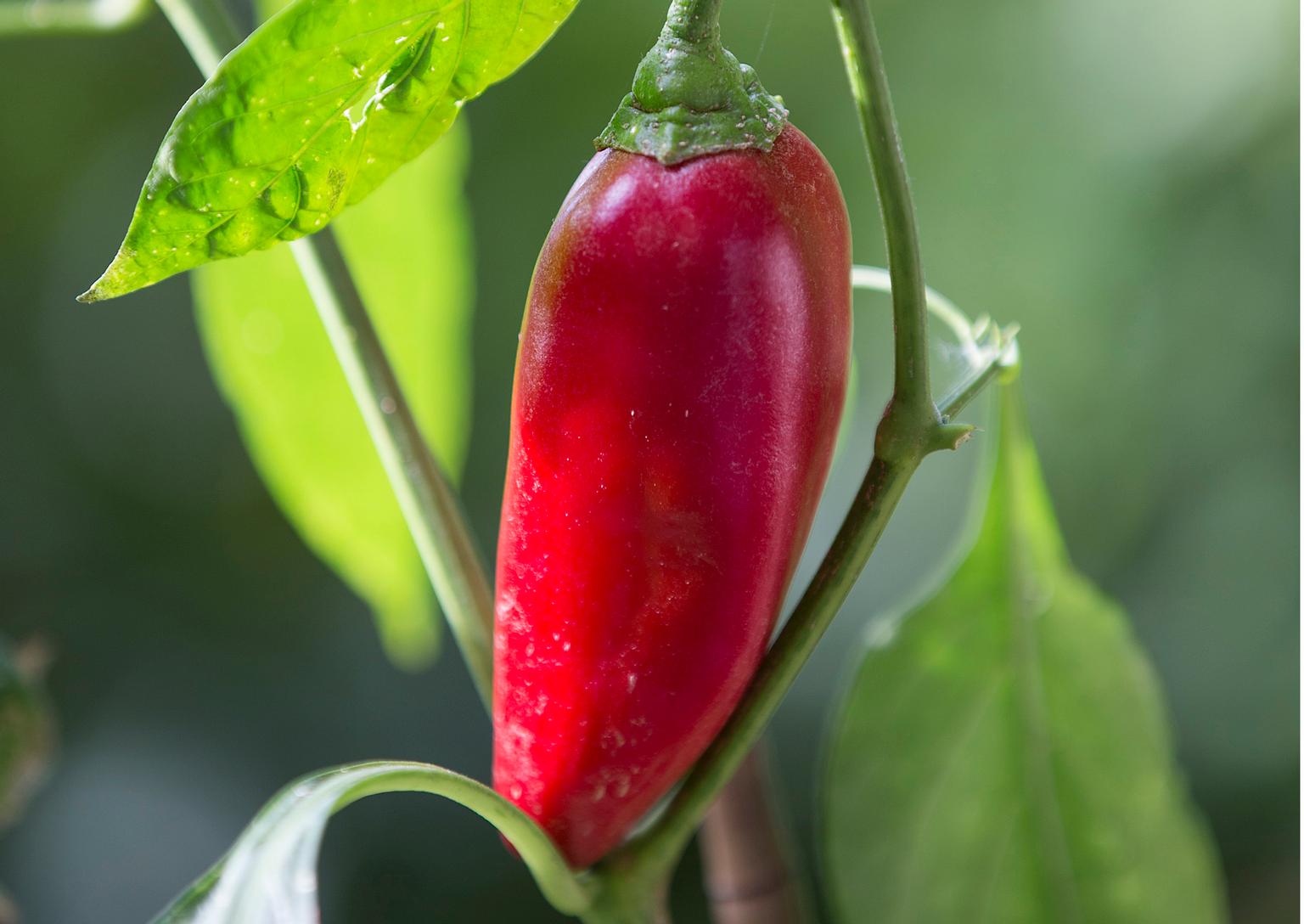 Herkullinen paprika kasvatus ja hoito Meillä kotona