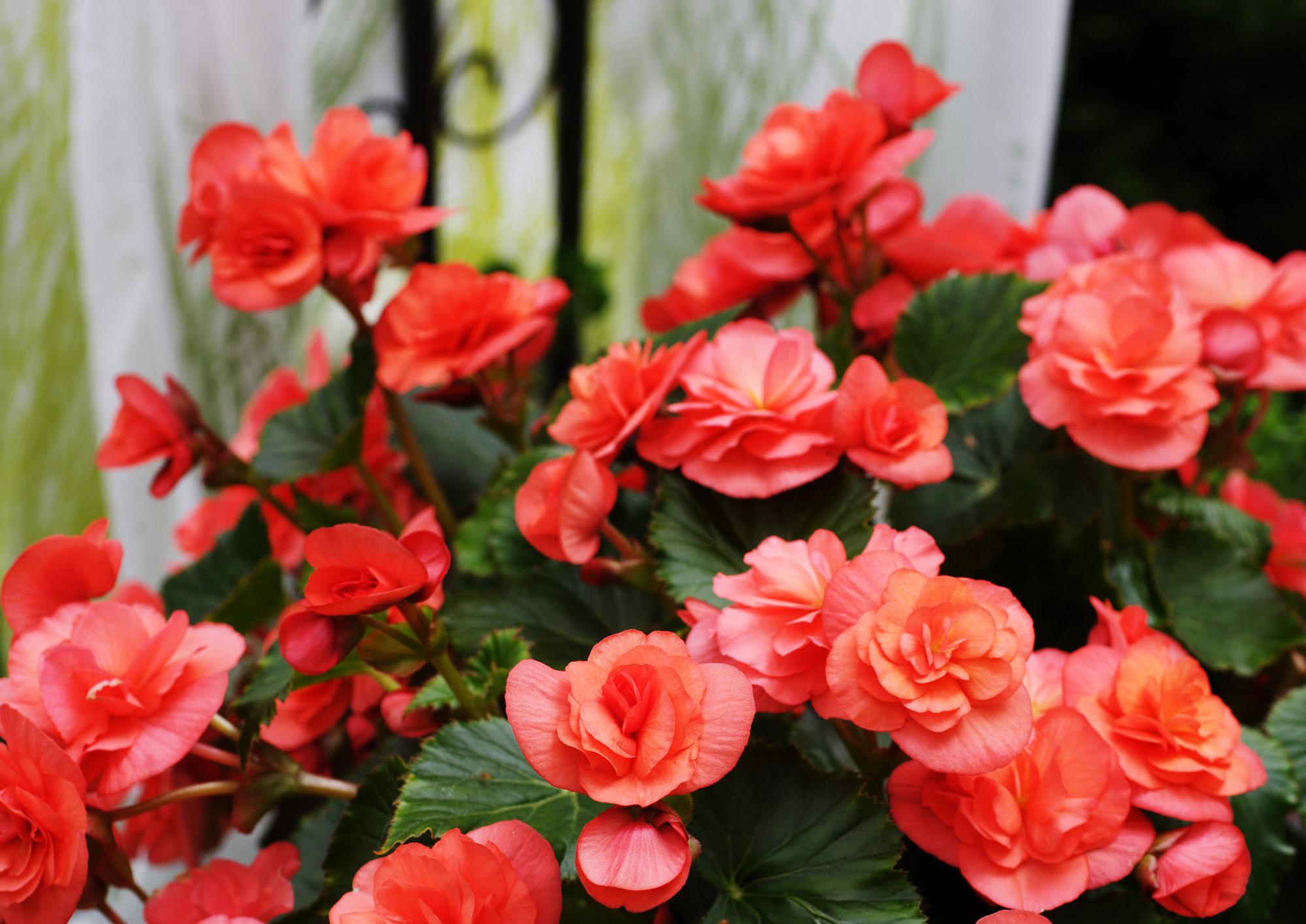 Ruusubegonia Katso Ohjeet Kasvatukseen Ja Hoitoon Meilla Kotona