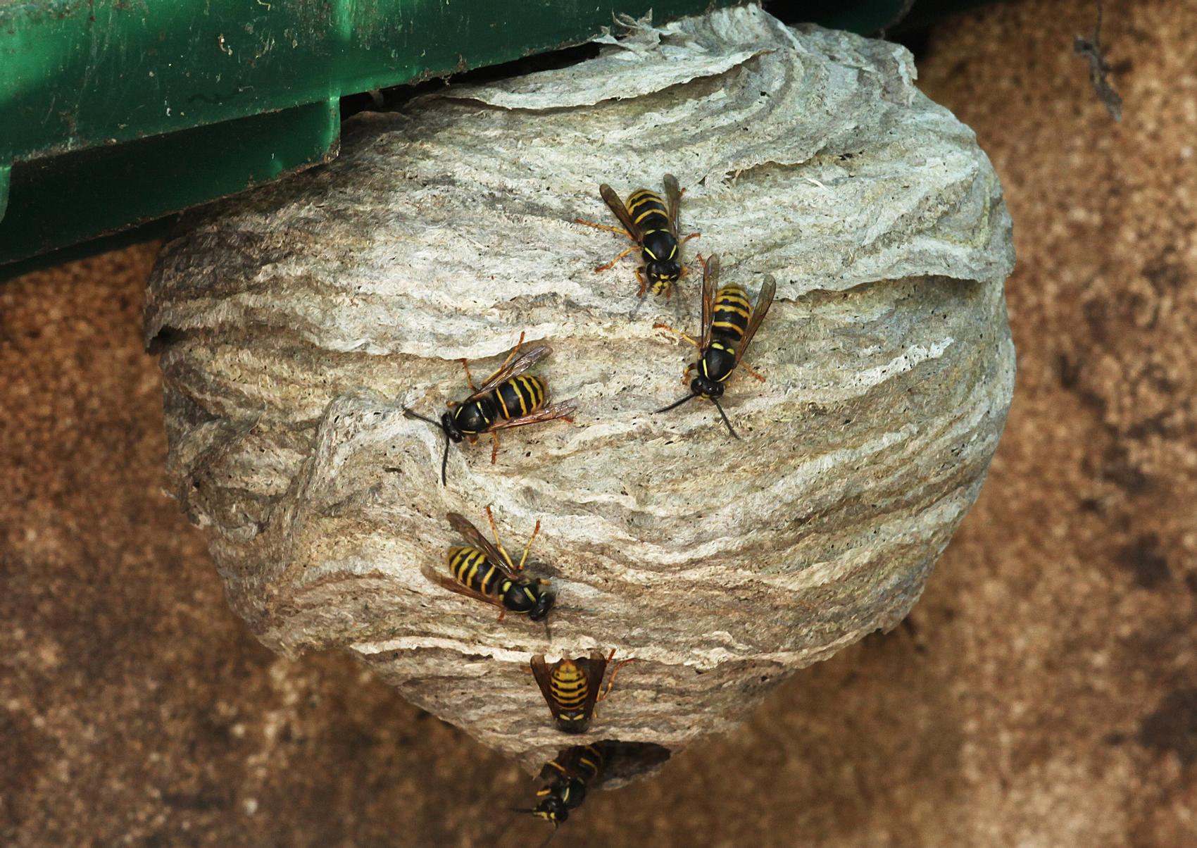 Mikä on tehokkain tapa torjua ampiaiset? | Meillä kotona