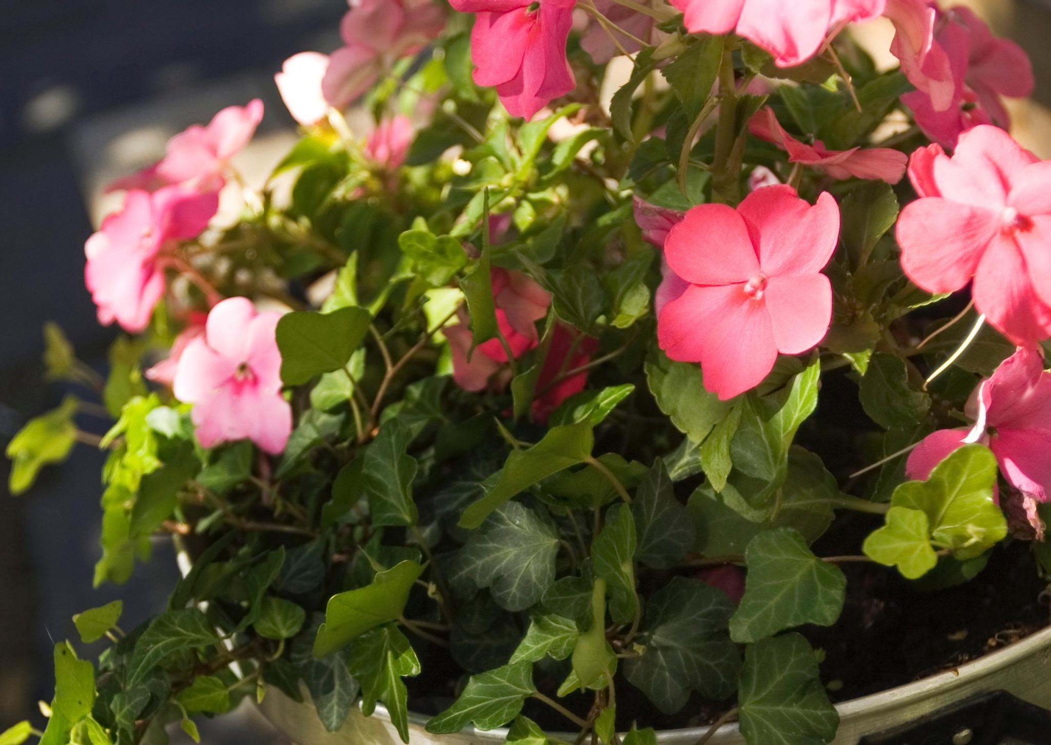 Helpot kesäkukat varjoon Meillä kotona