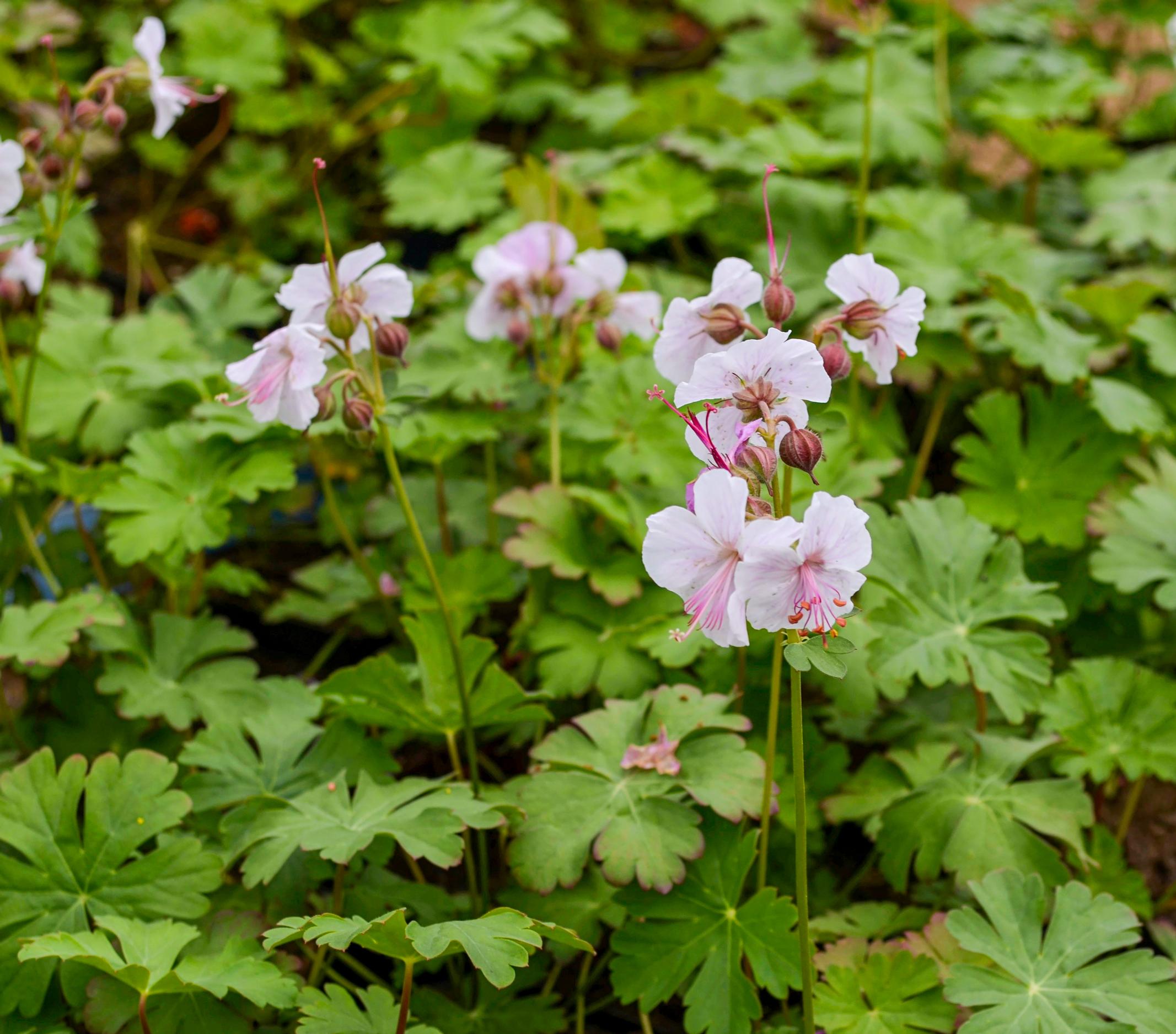 Verikurjenpolvi ’Ingwersen’s Variety’