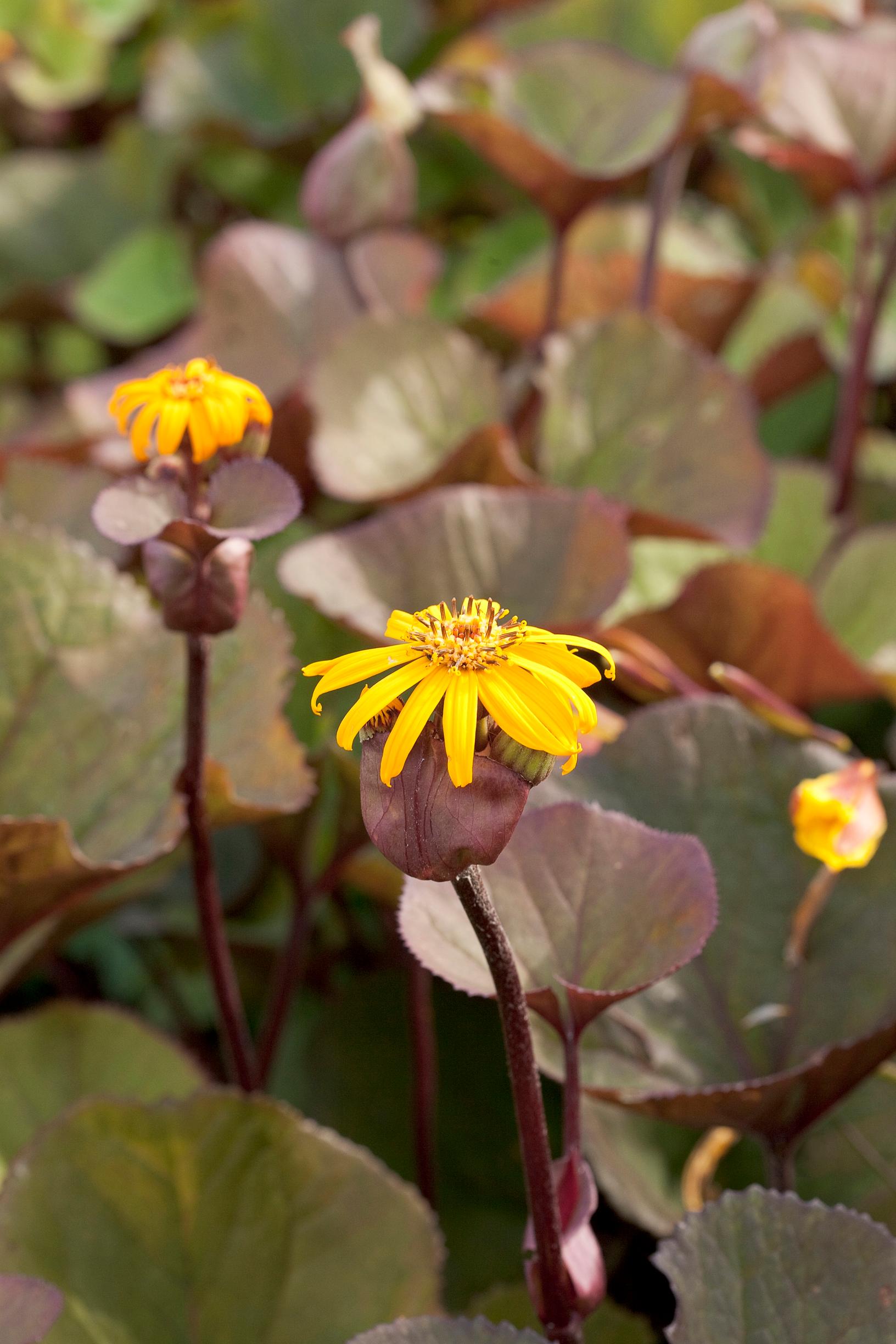 Kallionauhus 'Desdemona'