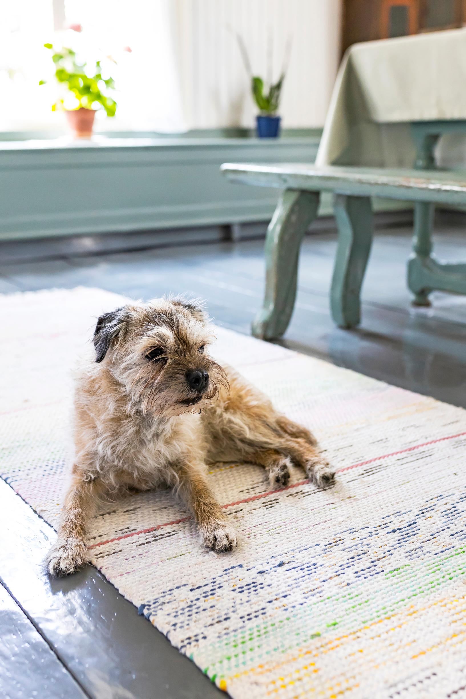 koira makoilee räsymatolla