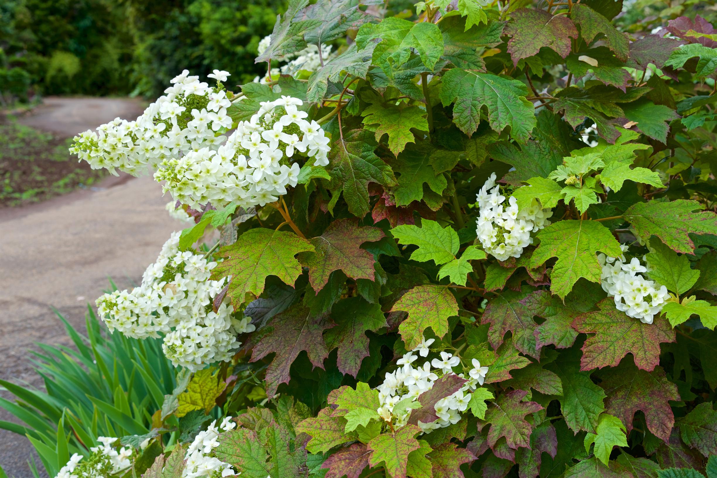 Tammihortensia