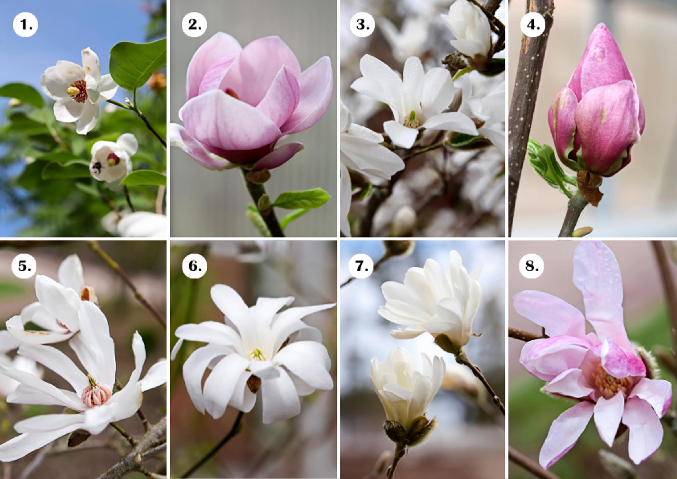 Magnolialajikkeet