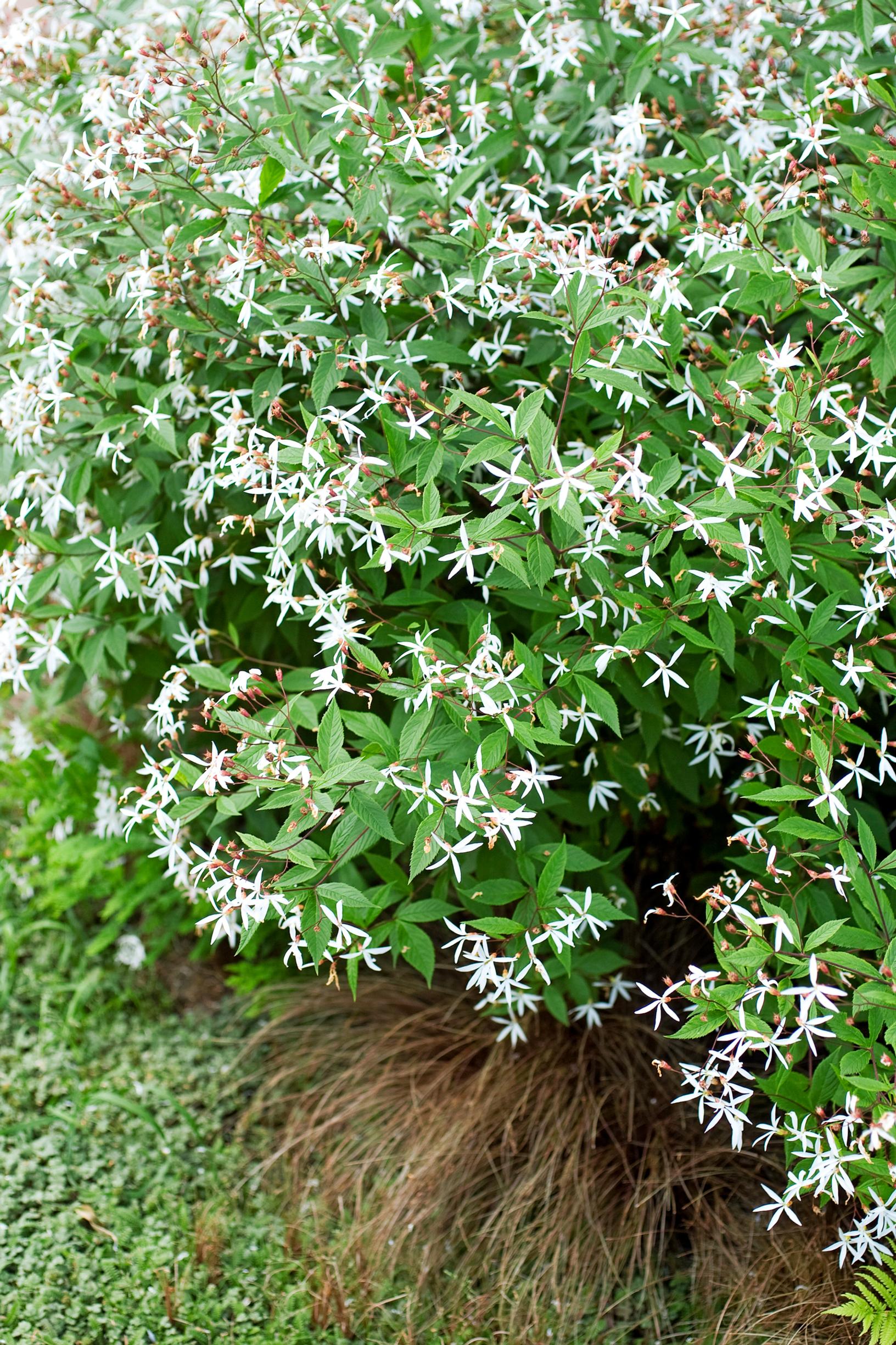 Perhoangervo Gillenia trifoliata