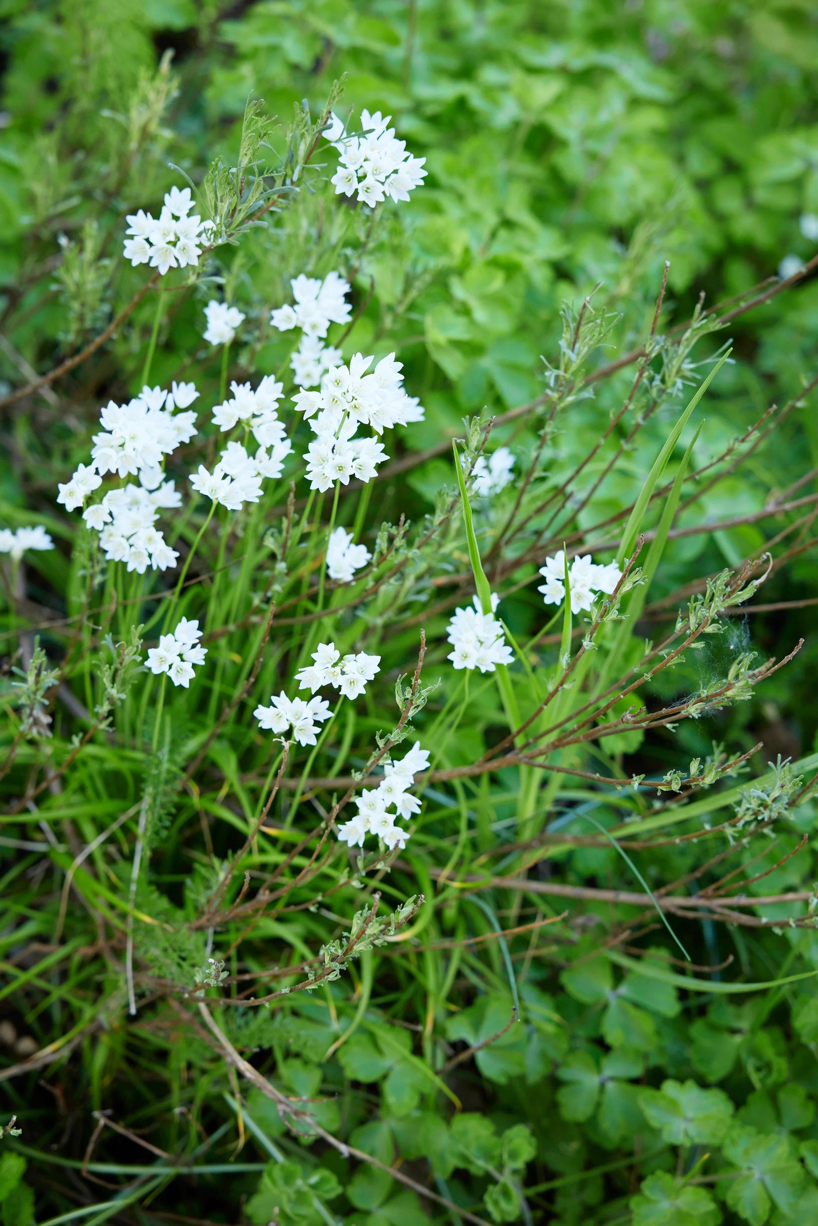 Libanoninlaukka kukkii