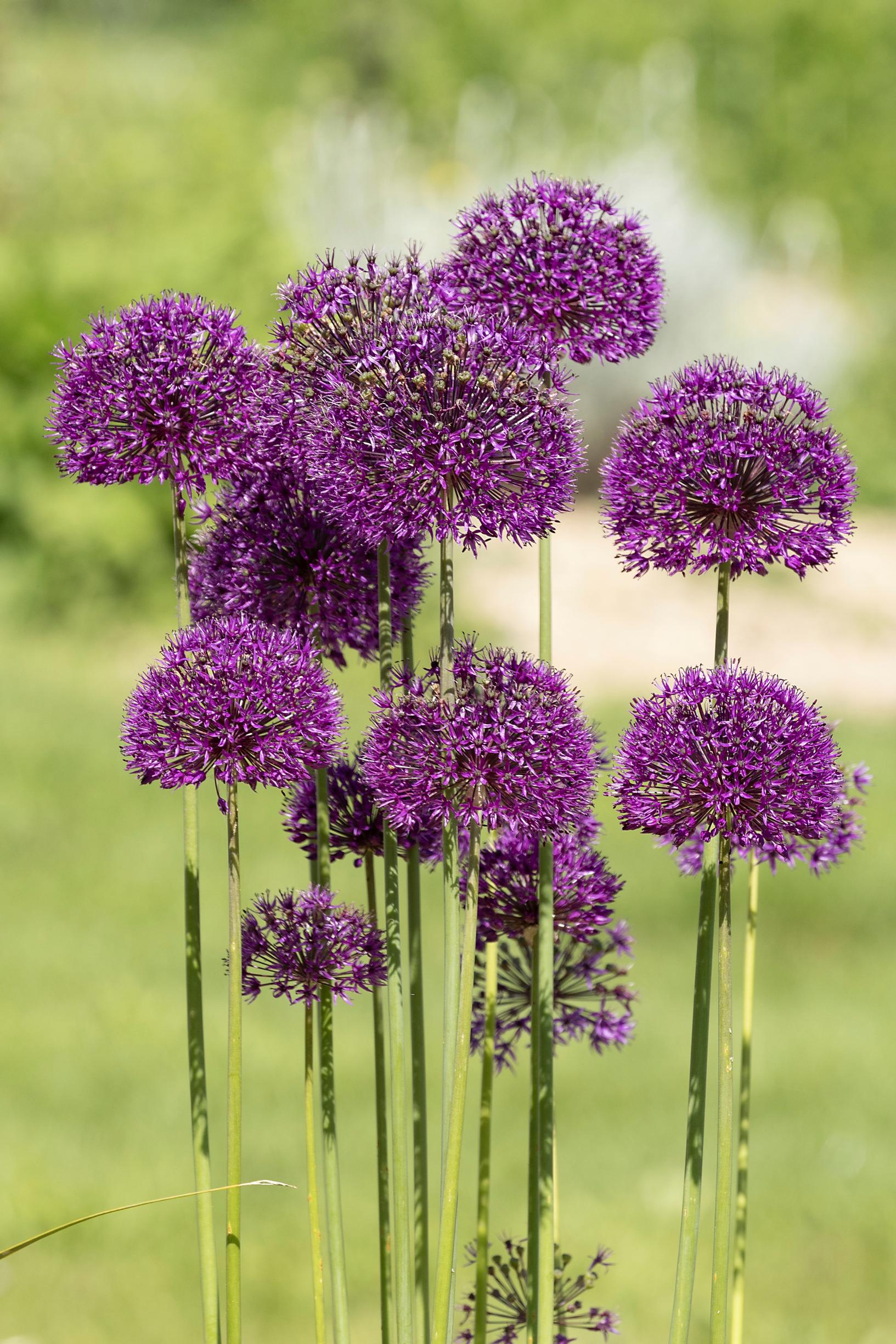 Ukkolaukka ’Purple Sensation’, Allium hollandicum