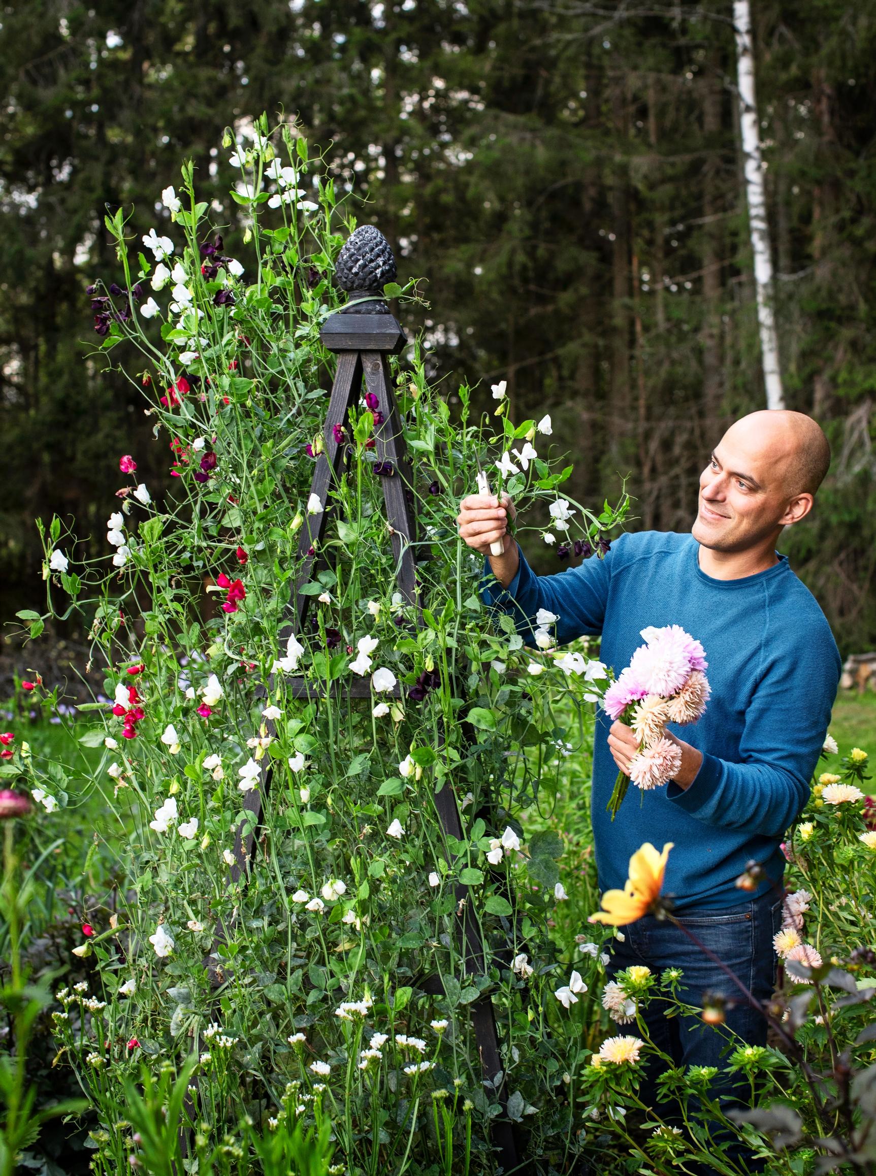 Tommi poimimassa valkoista tuoksuhernettä puutarhassaan