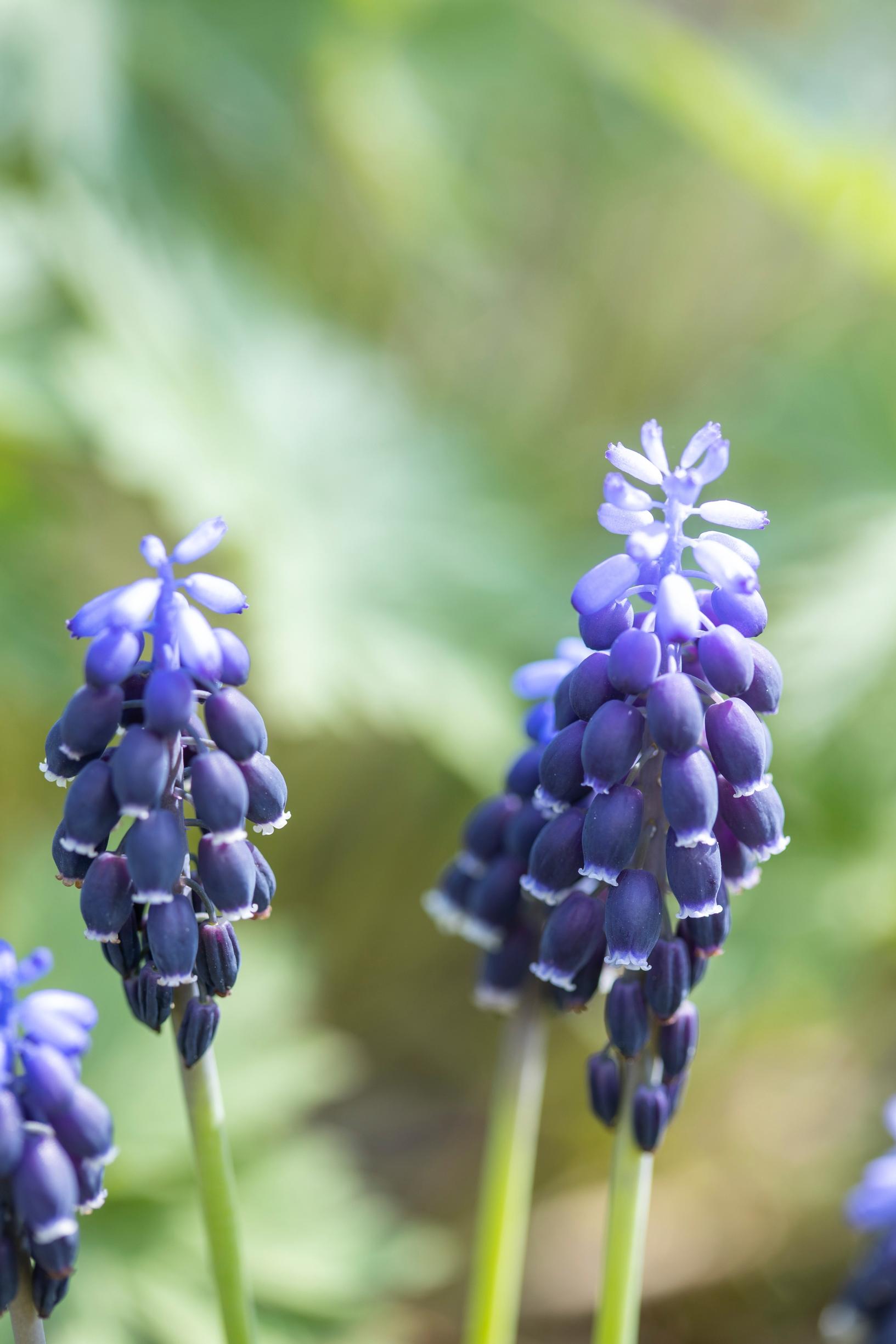 Terttuhelmililja Muscari negleteum