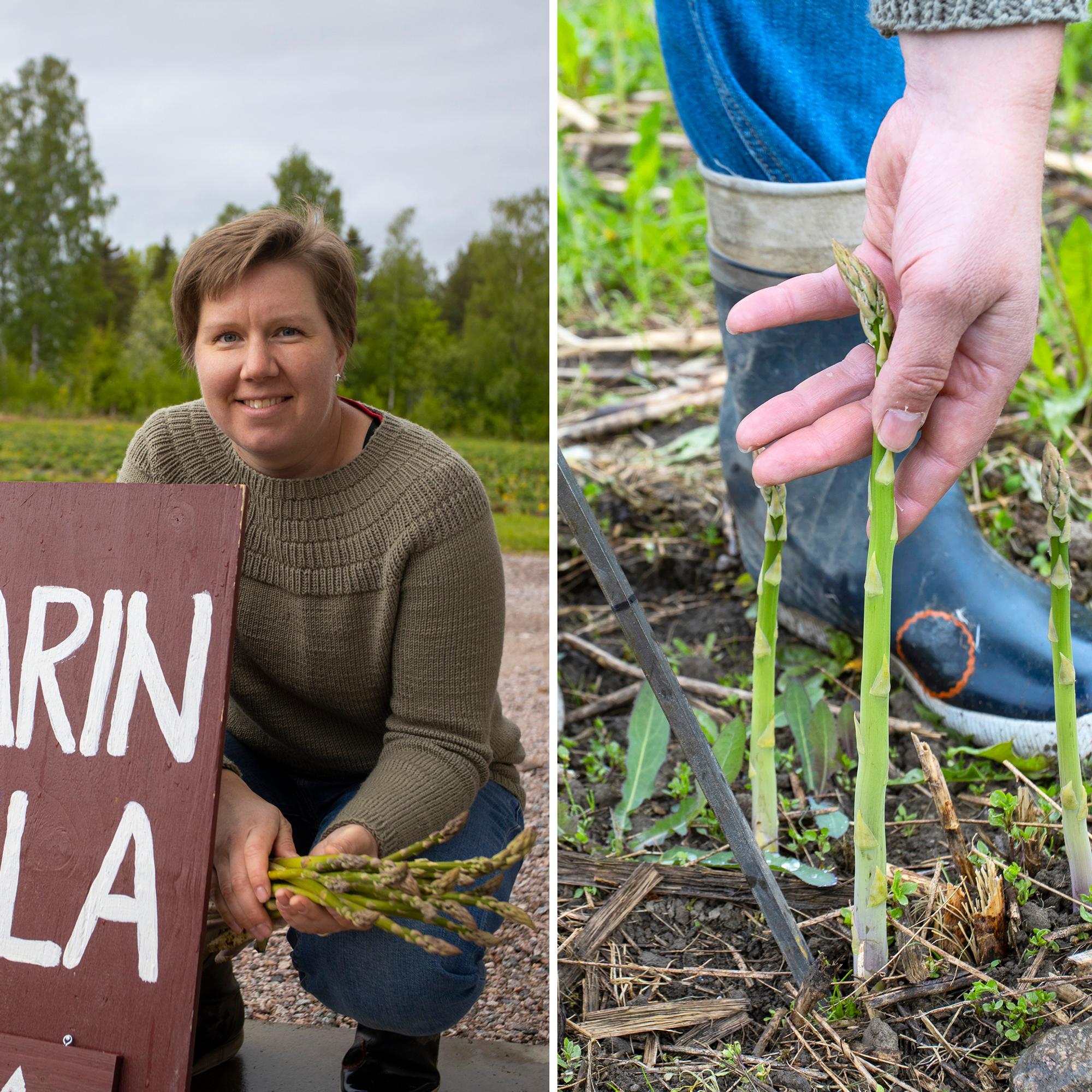 Parsa voi kasvaa 10 senttiä vuorokaudessa, sanoo Saara Kukkonen, joka viljelee luomuparsaa sukutilan vanhoilla viljapelloilla