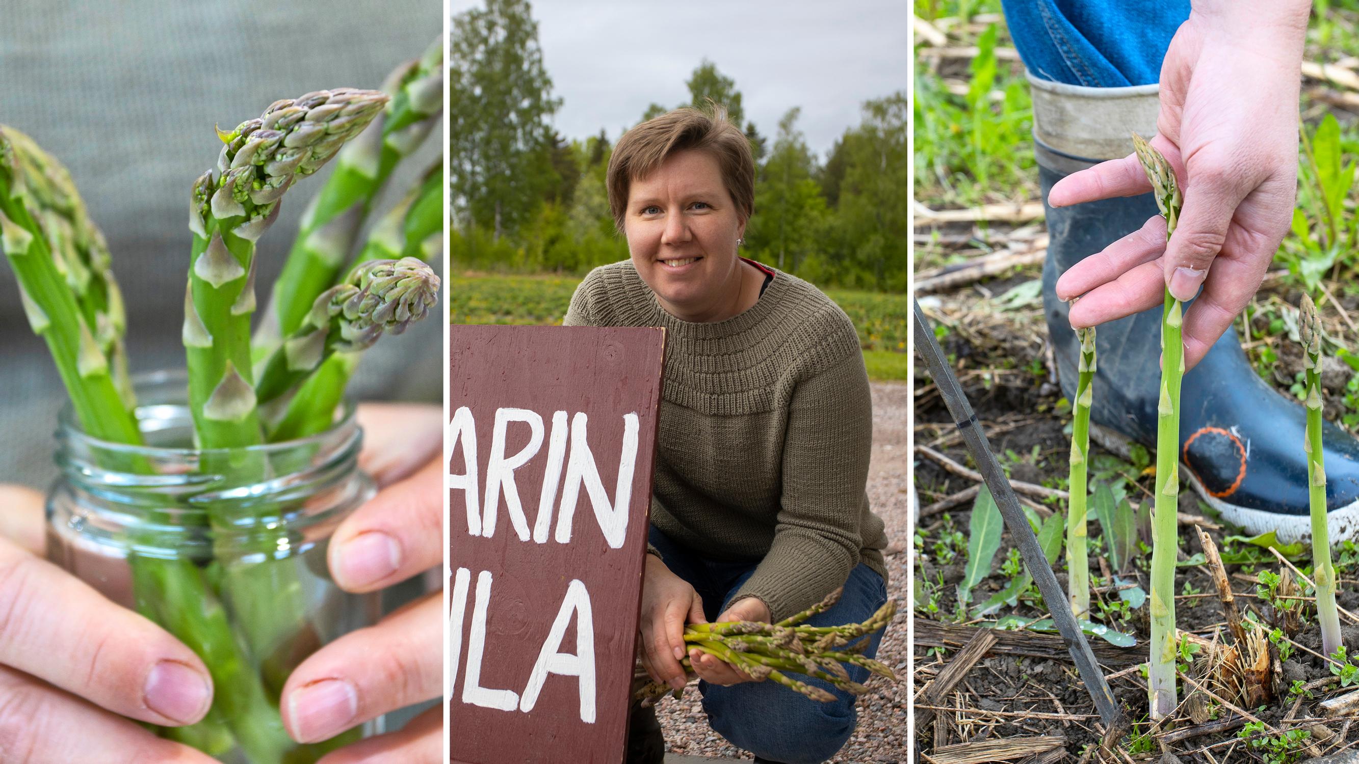 Parsa voi kasvaa 10 senttiä vuorokaudessa, sanoo Saara Kukkonen, joka viljelee luomuparsaa sukutilan vanhoilla viljapelloilla