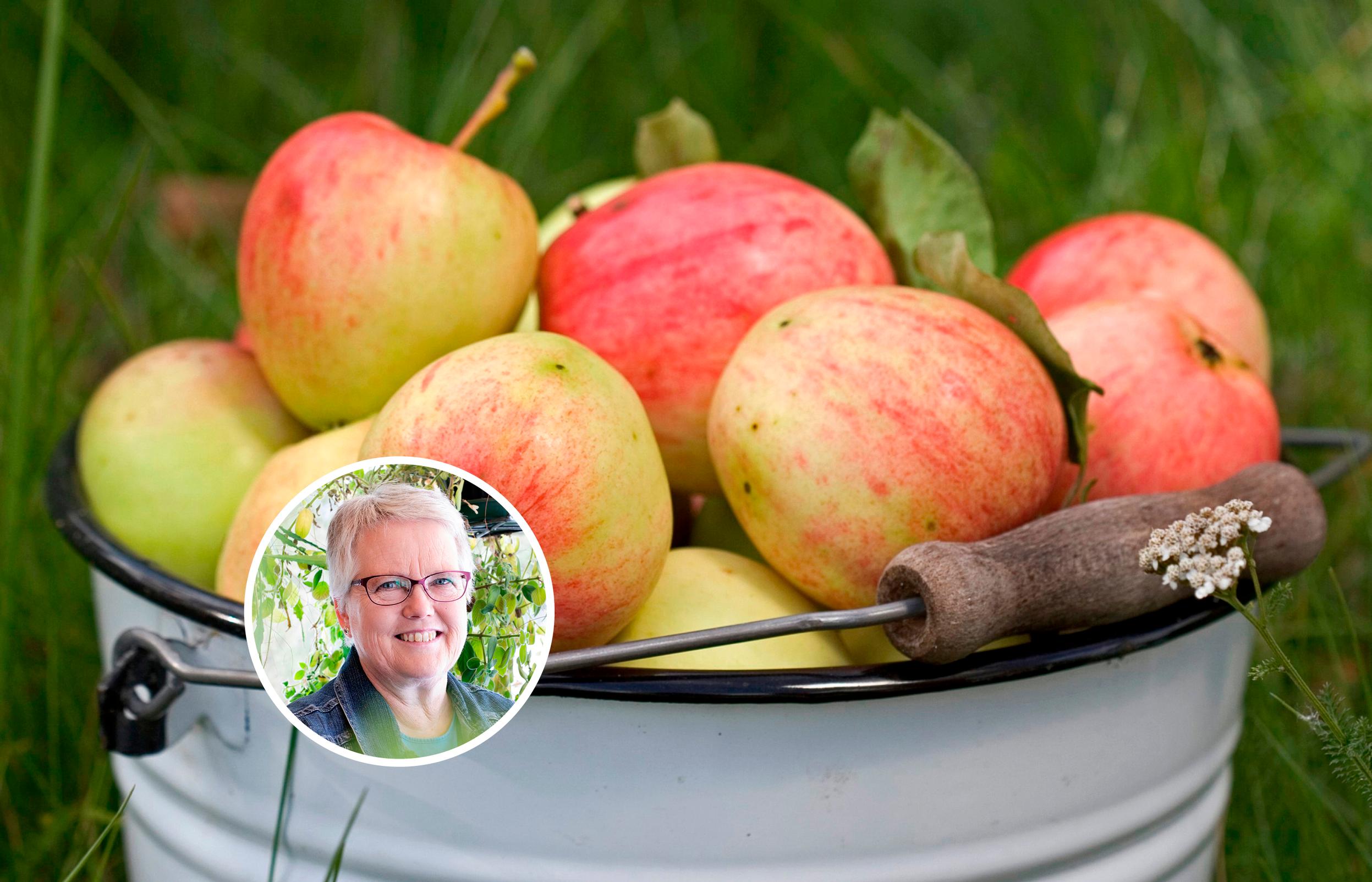 Miten ihmeessä omenat ovat tänä vuonna niin puhtaita? Siitä saamme kiittää pihlajia! Ensi vuonna sato tuskin on yhtä hyvä, arvioi biologi
