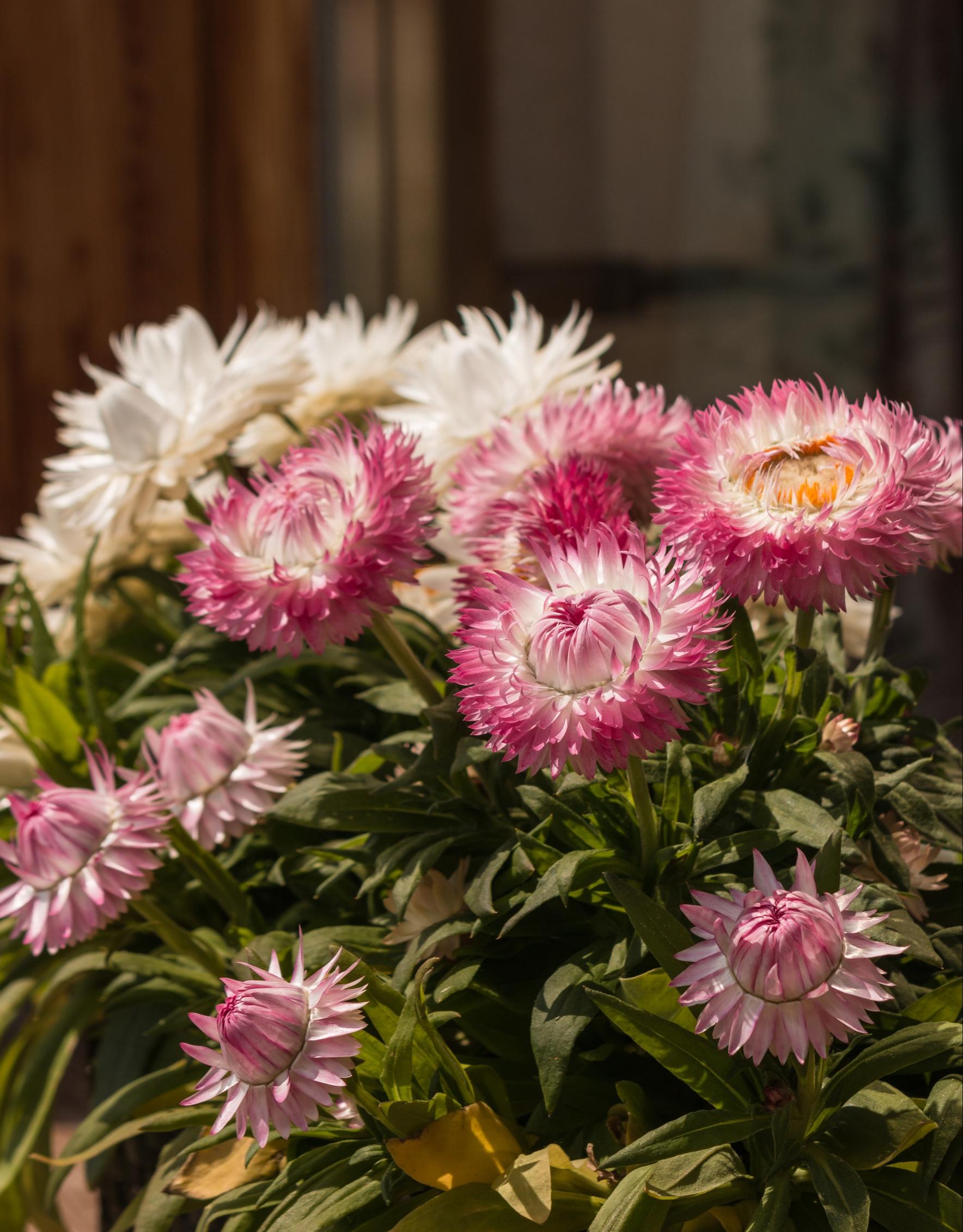 Iso-olkikukka, Xerochrysum bracteatum