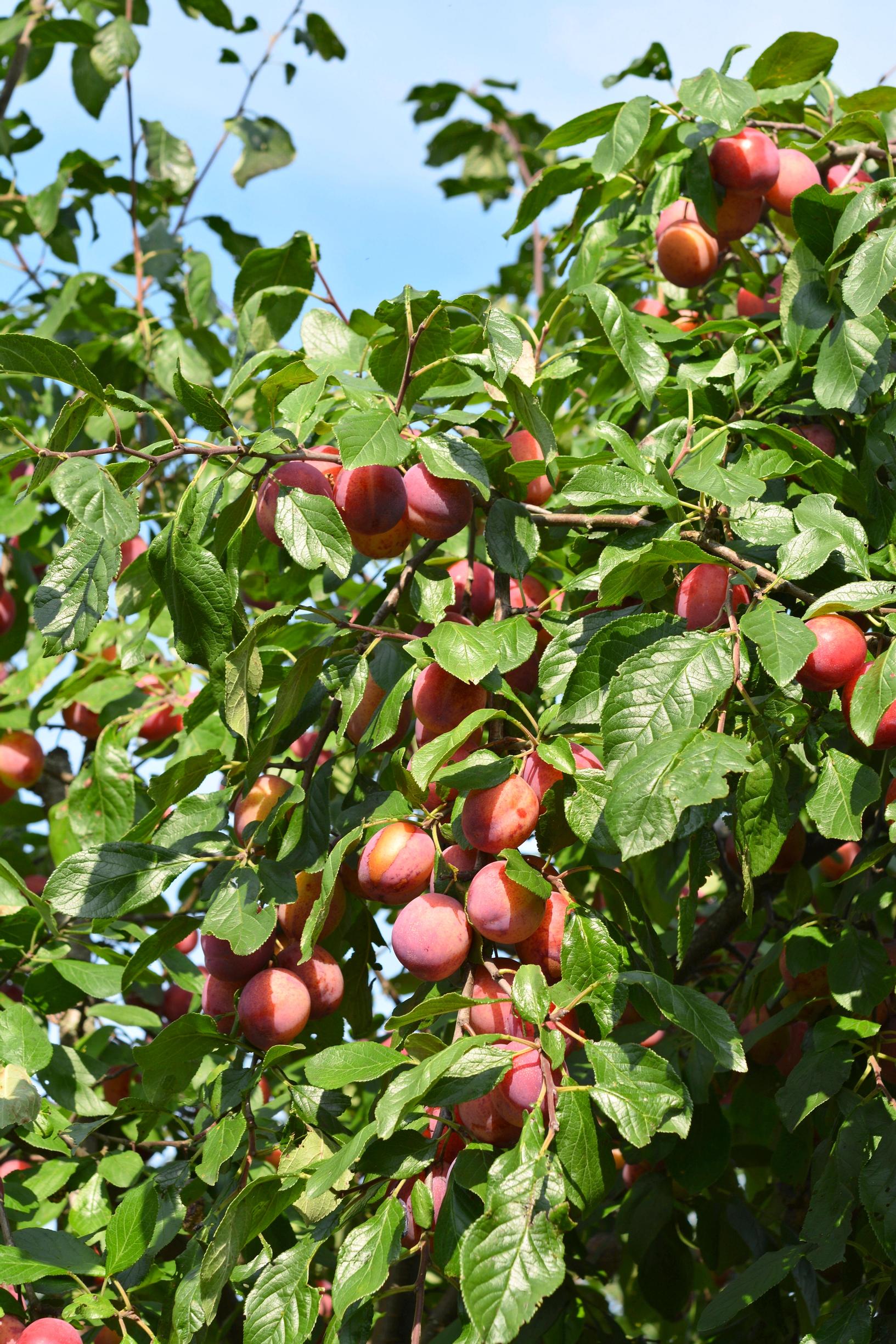 luumu 'Victoria' 