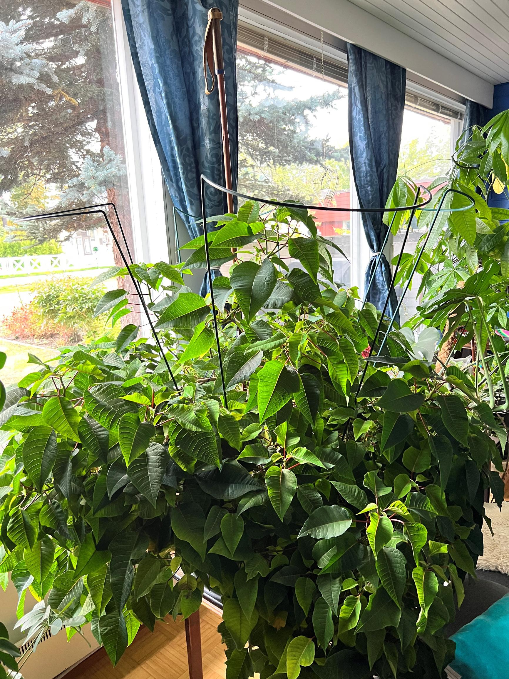 joulutähti, jonka ruukkuun on laitettu pensastuet ja suksisauva