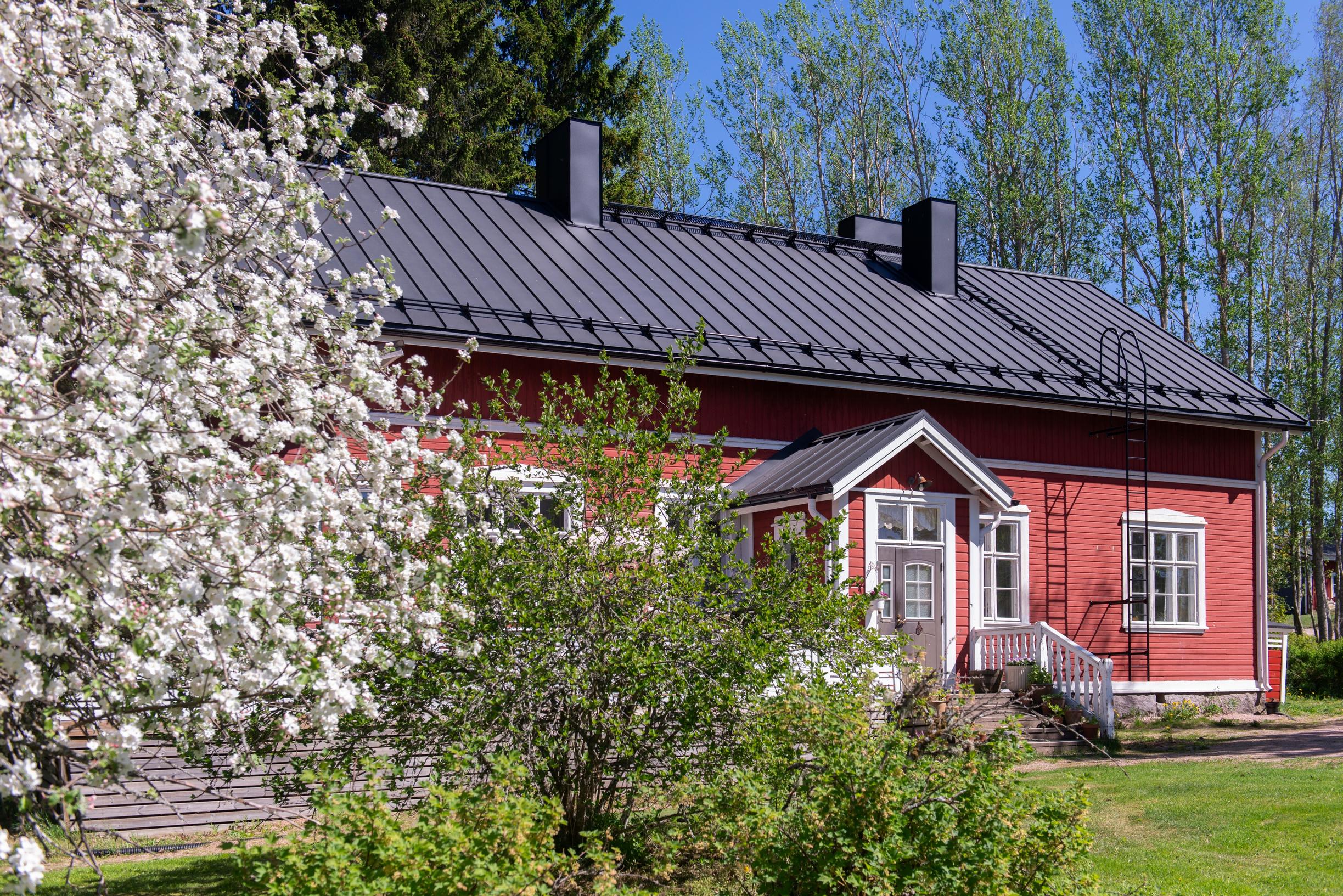 kukkivat omenapuut Mansikkamäen kyläkoulun edustalla