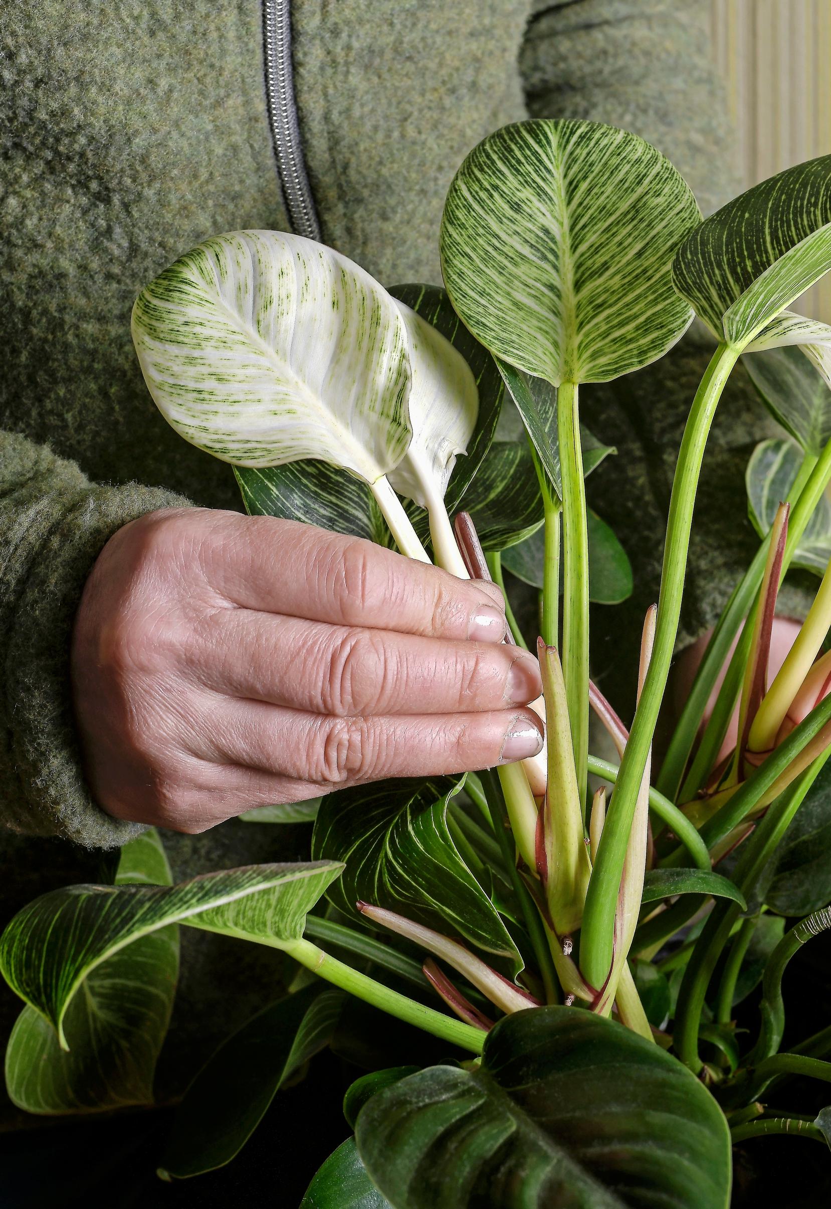 Mitä enemmän kasvin lehdissä on valkoista, sitä enemmän se tarvitsee valoa.