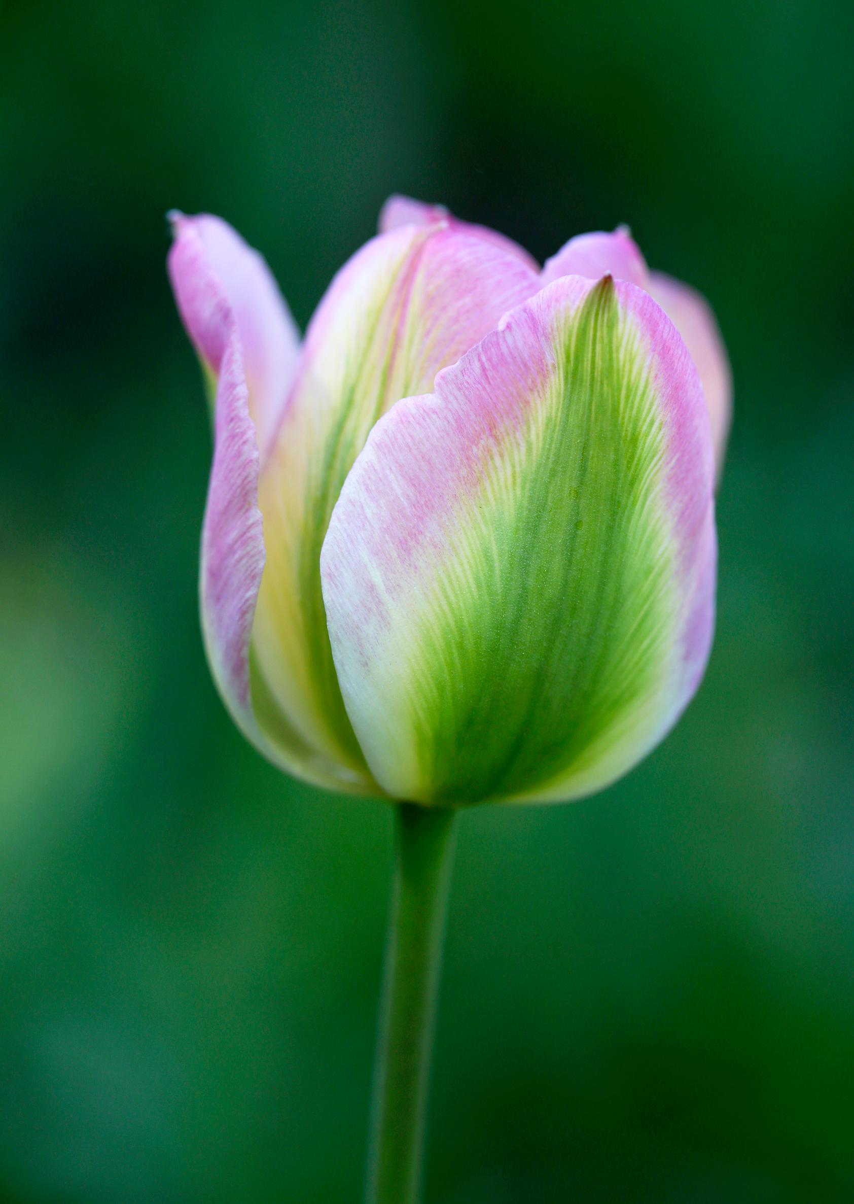 Tulppaani 'Groenland'