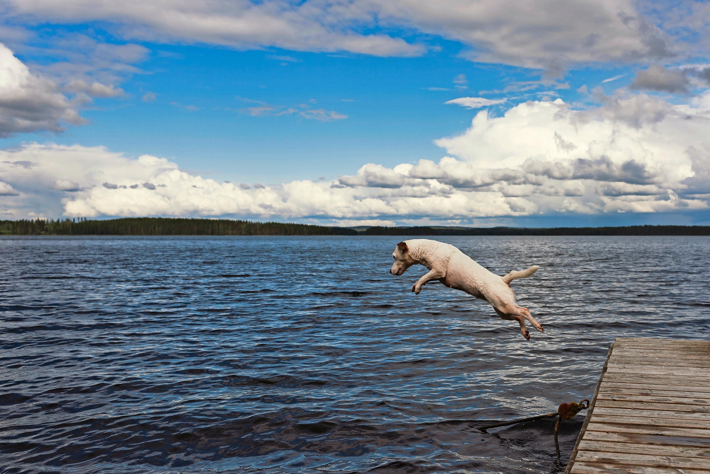 jackrussellinterrieri Maru hyppää veteen päivällä laiturilta, sinitaivas ja valkoisia pilviä