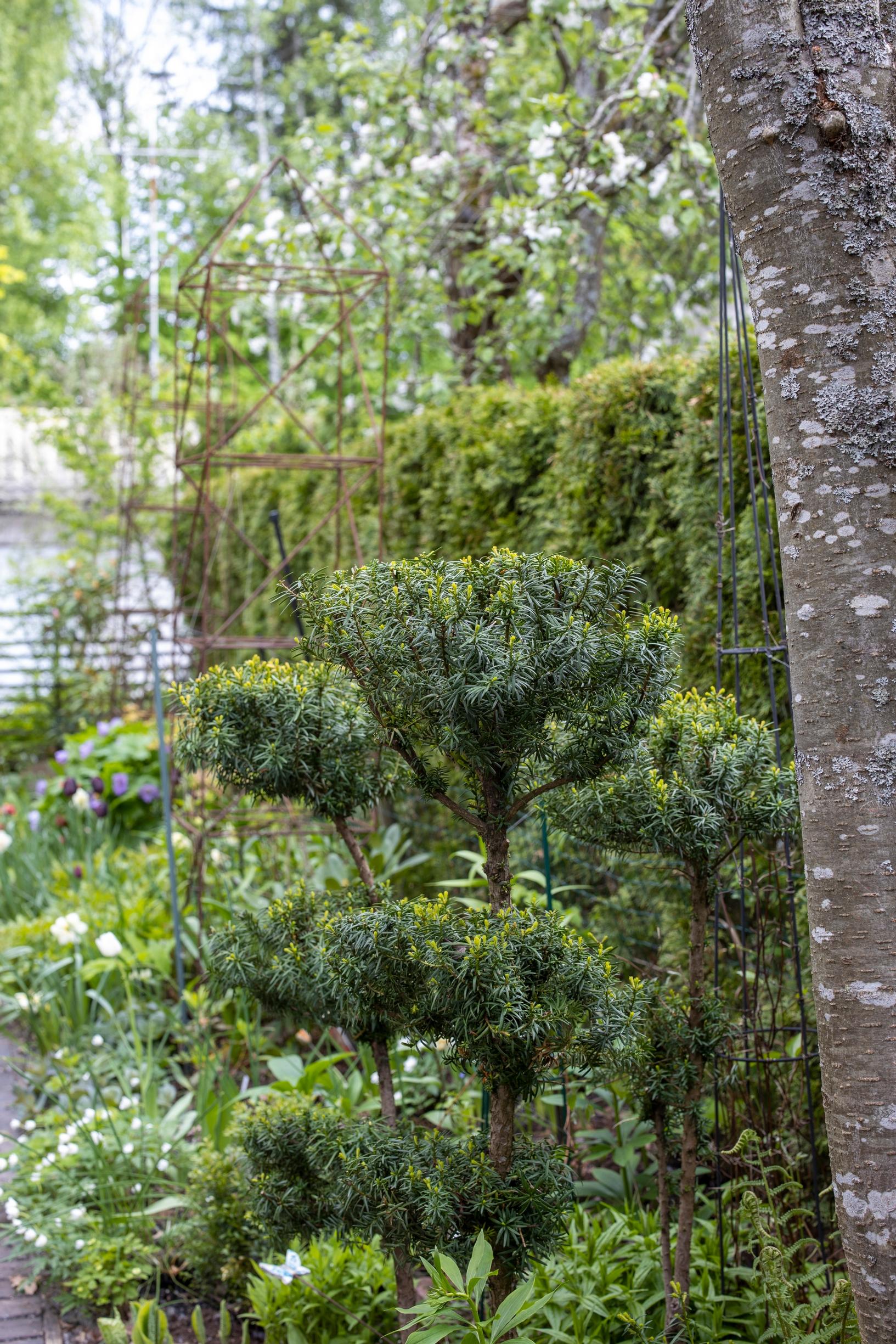 ’Hillii’-kartiomarjakuusi kestää muotoilua. Taustalla 'Smaragd'-kartiotuija-aita.