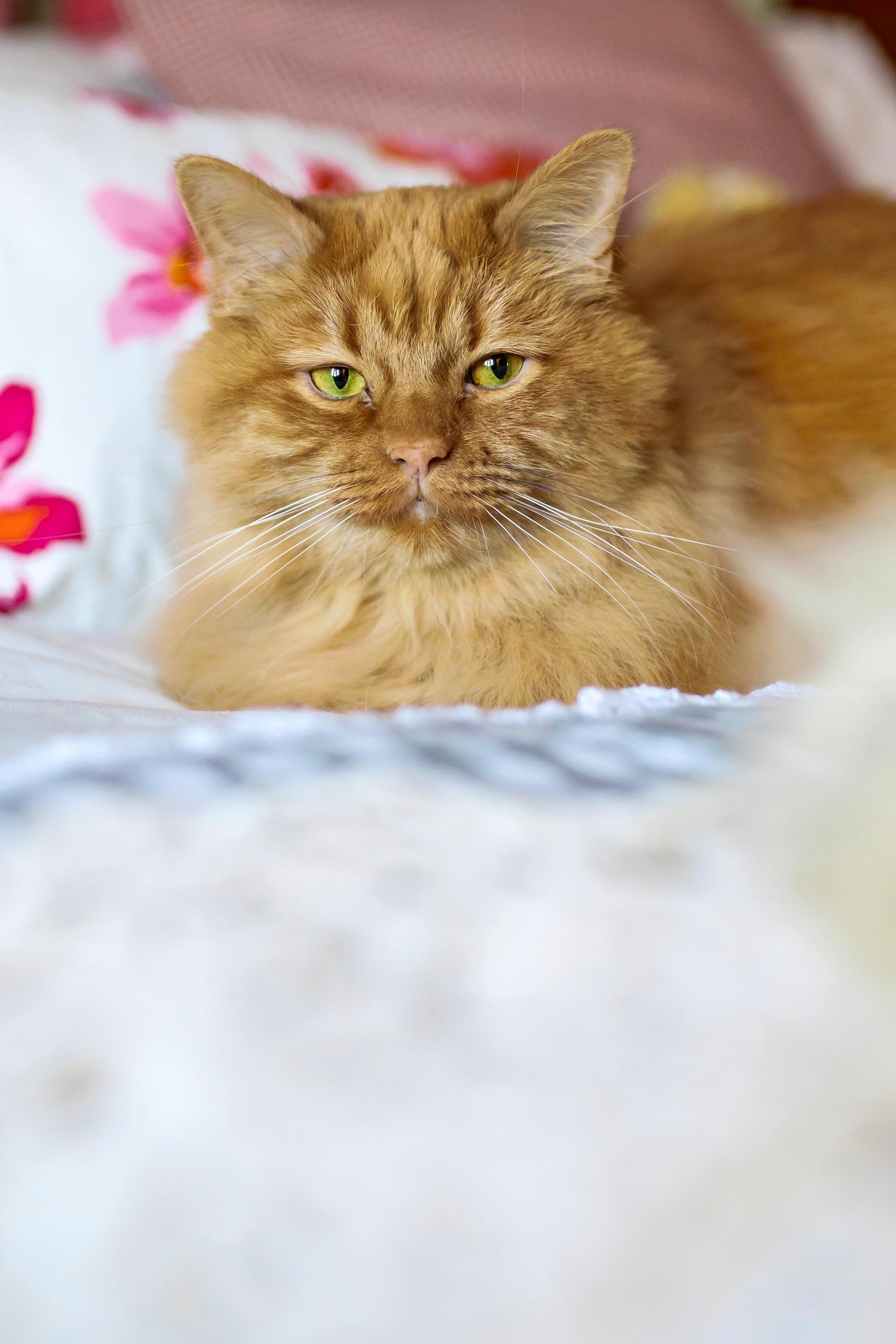 Oranssi kissa loikoilee