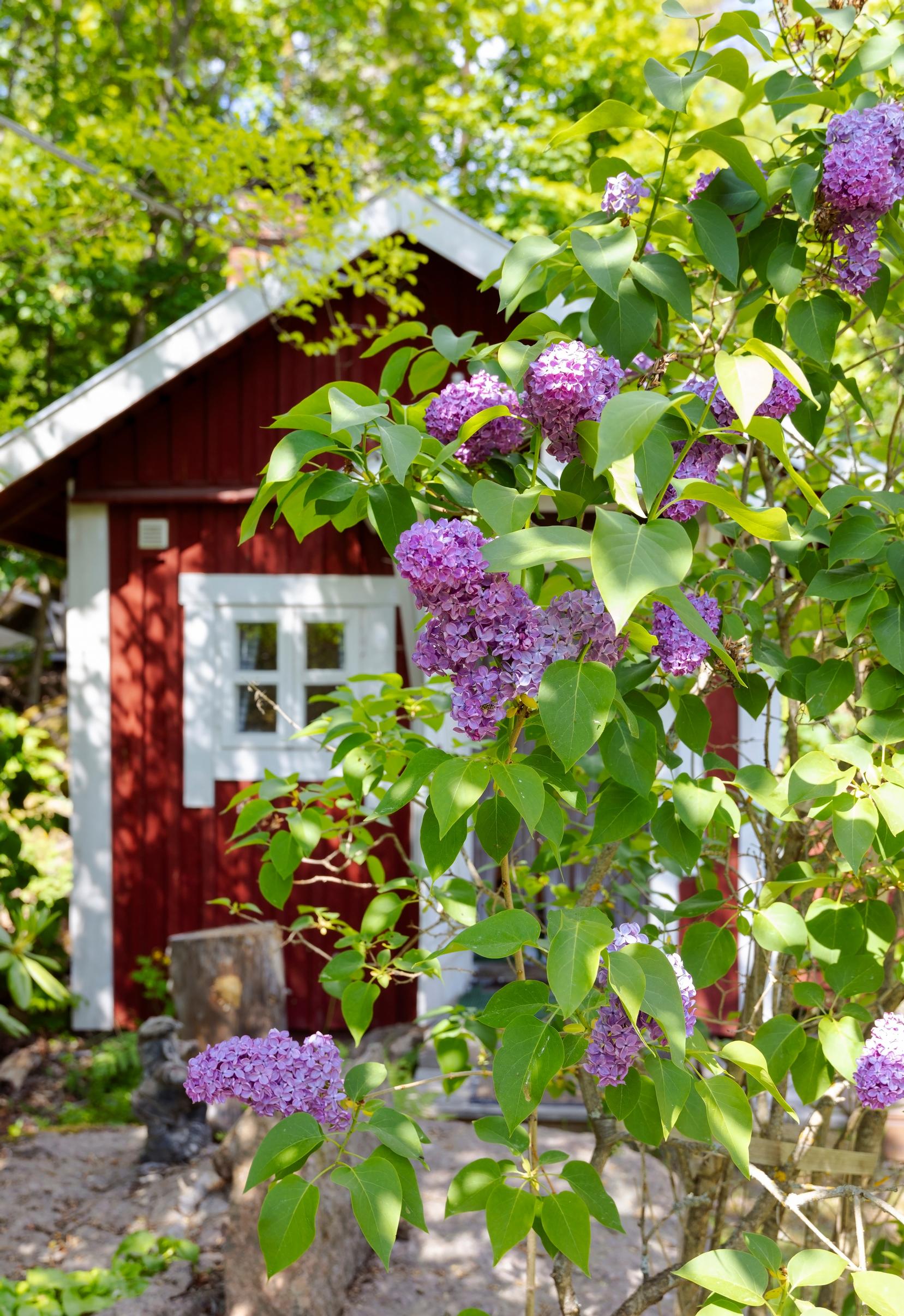 Pihasauna syreenipensaan takana.