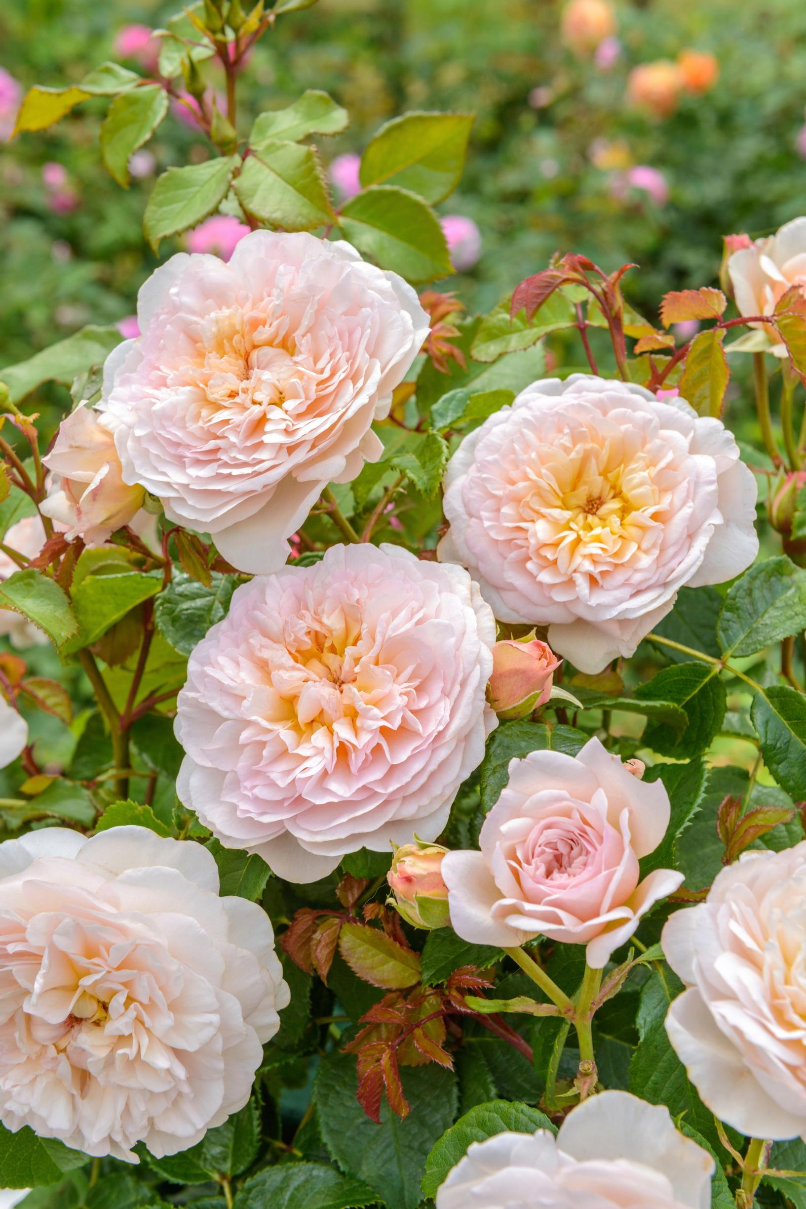 David Austin -ruusu Emily Brontë (’Ausearnshaw’)