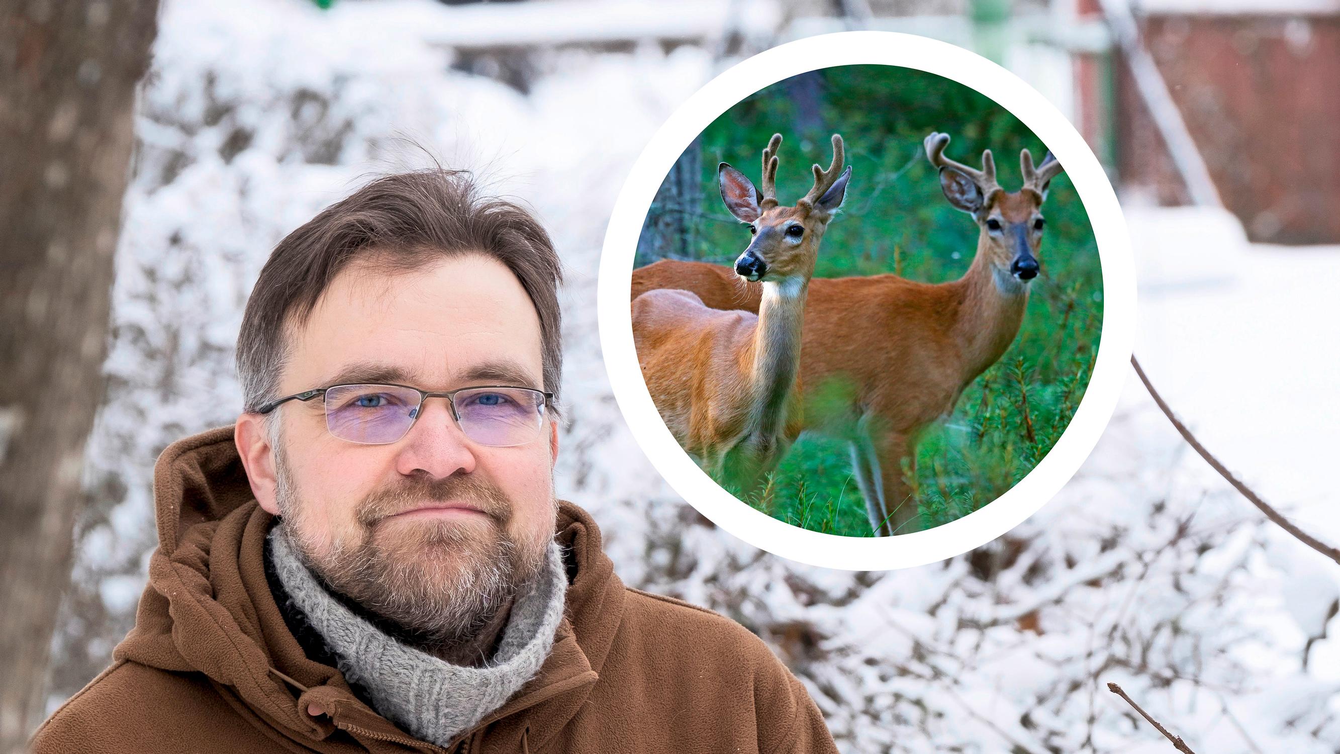 Kun kauriit pyrkivät pihalle ravinnon perässä, varmoja torjuntakeinoja on vain yksi, sanoo tutkija