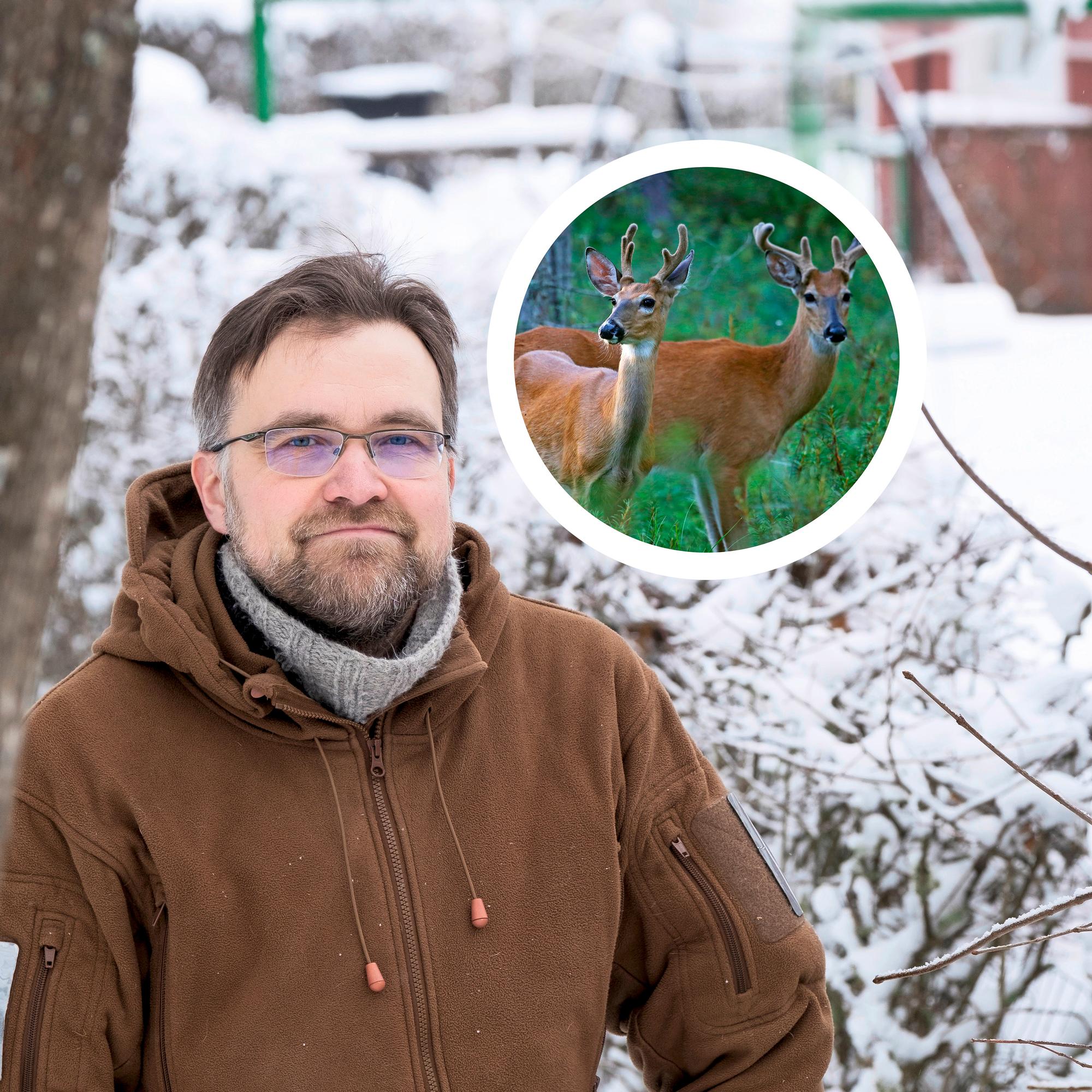 Kun kauriit pyrkivät pihalle ravinnon perässä, varmoja torjuntakeinoja on vain yksi, sanoo tutkija