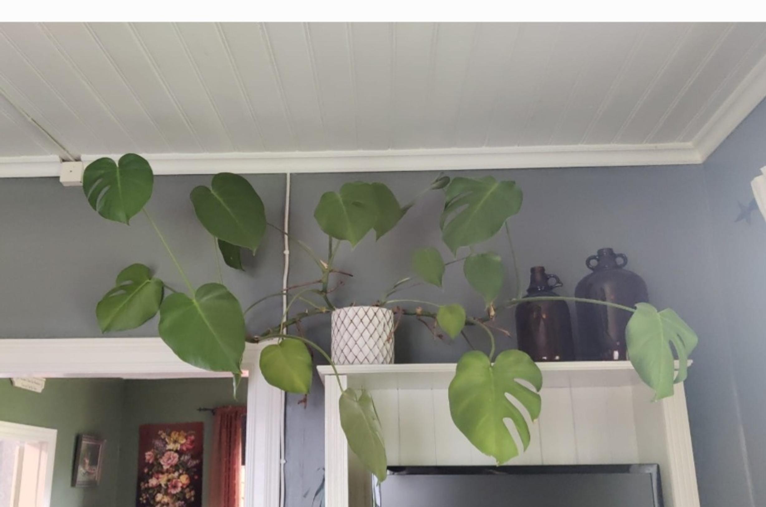 Peikonlehti hyllyllä.