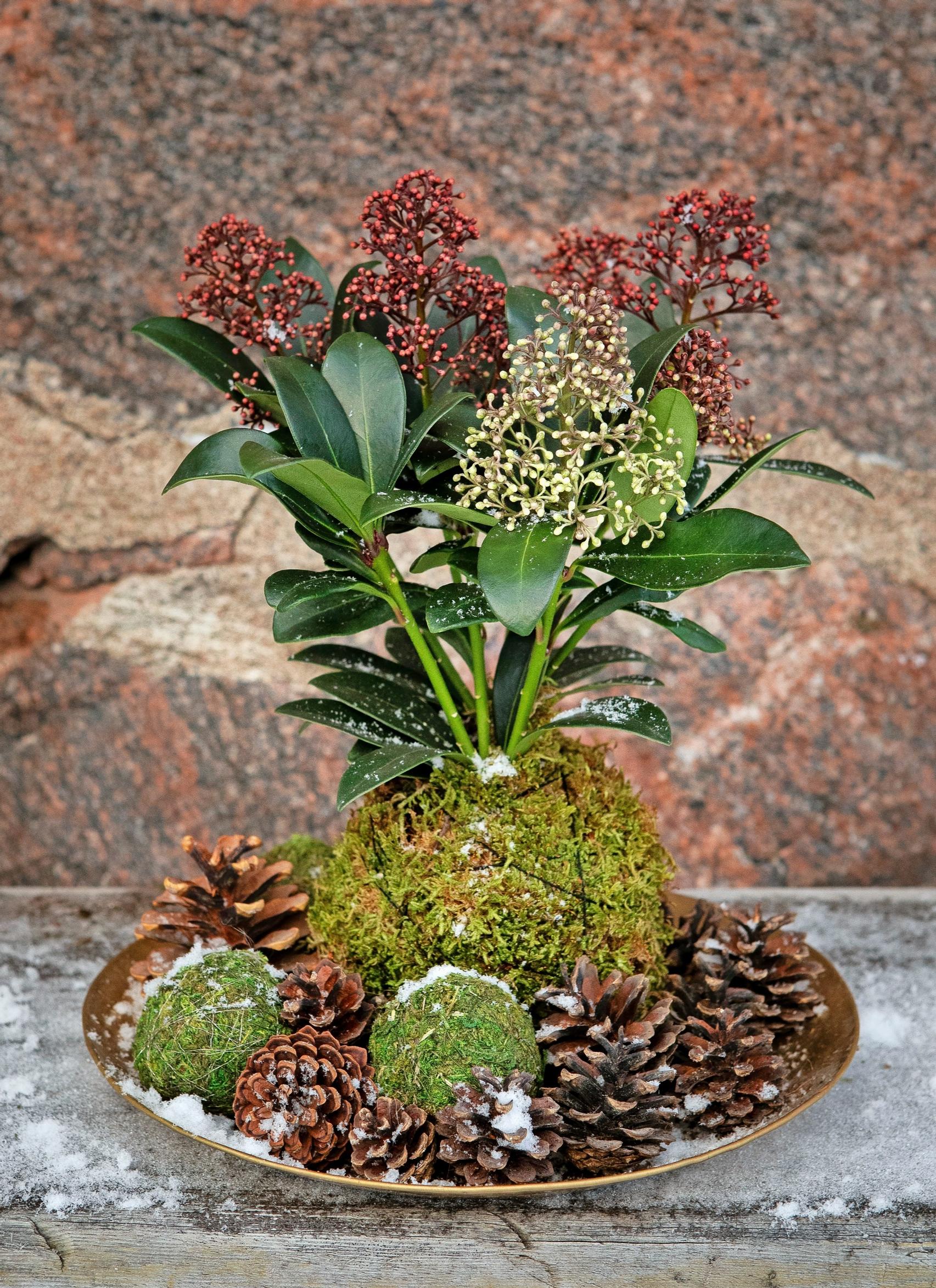 Skimmia kokedamassa.