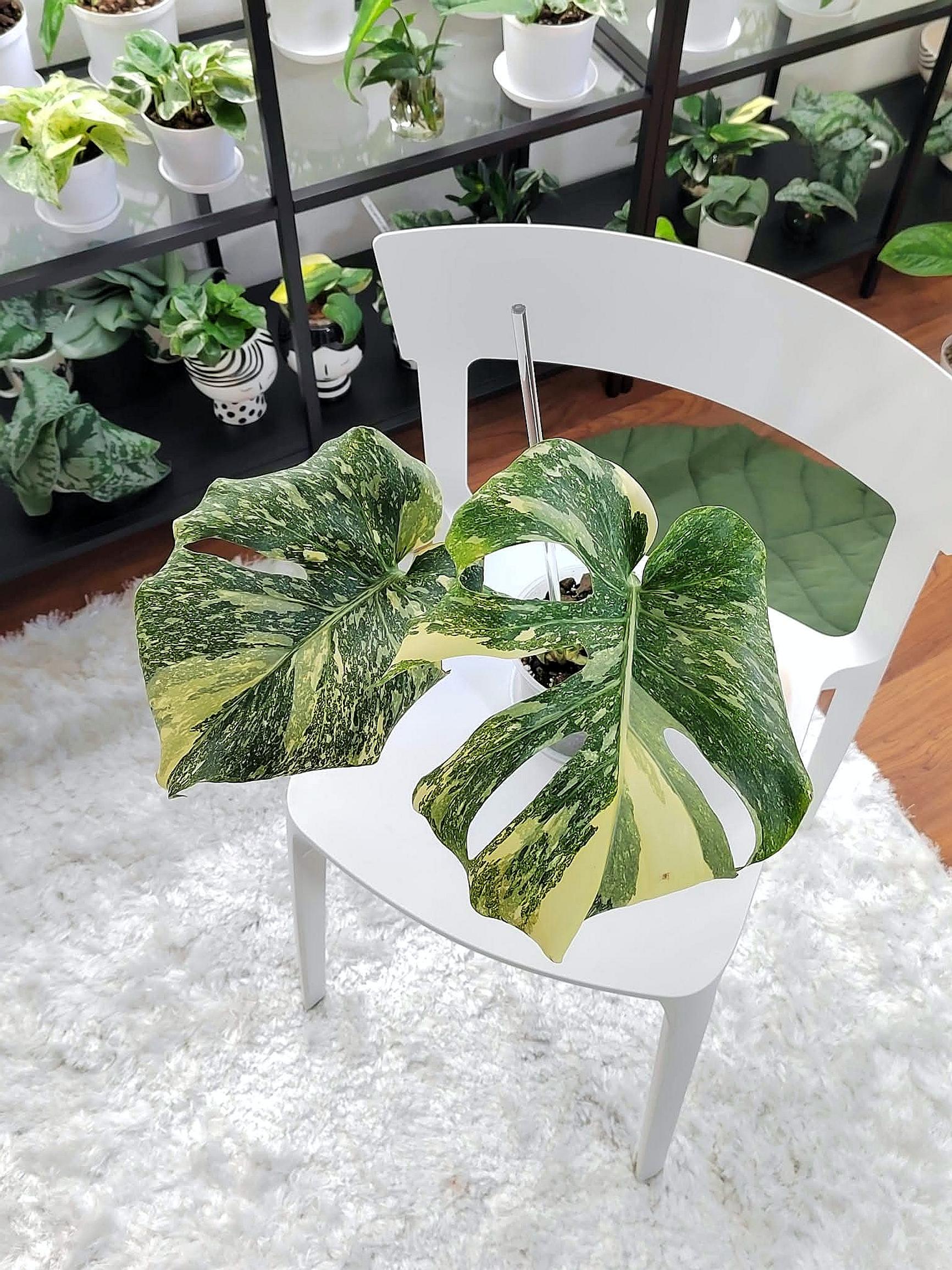 Peikonlehti Thai Constellation Special Mutation