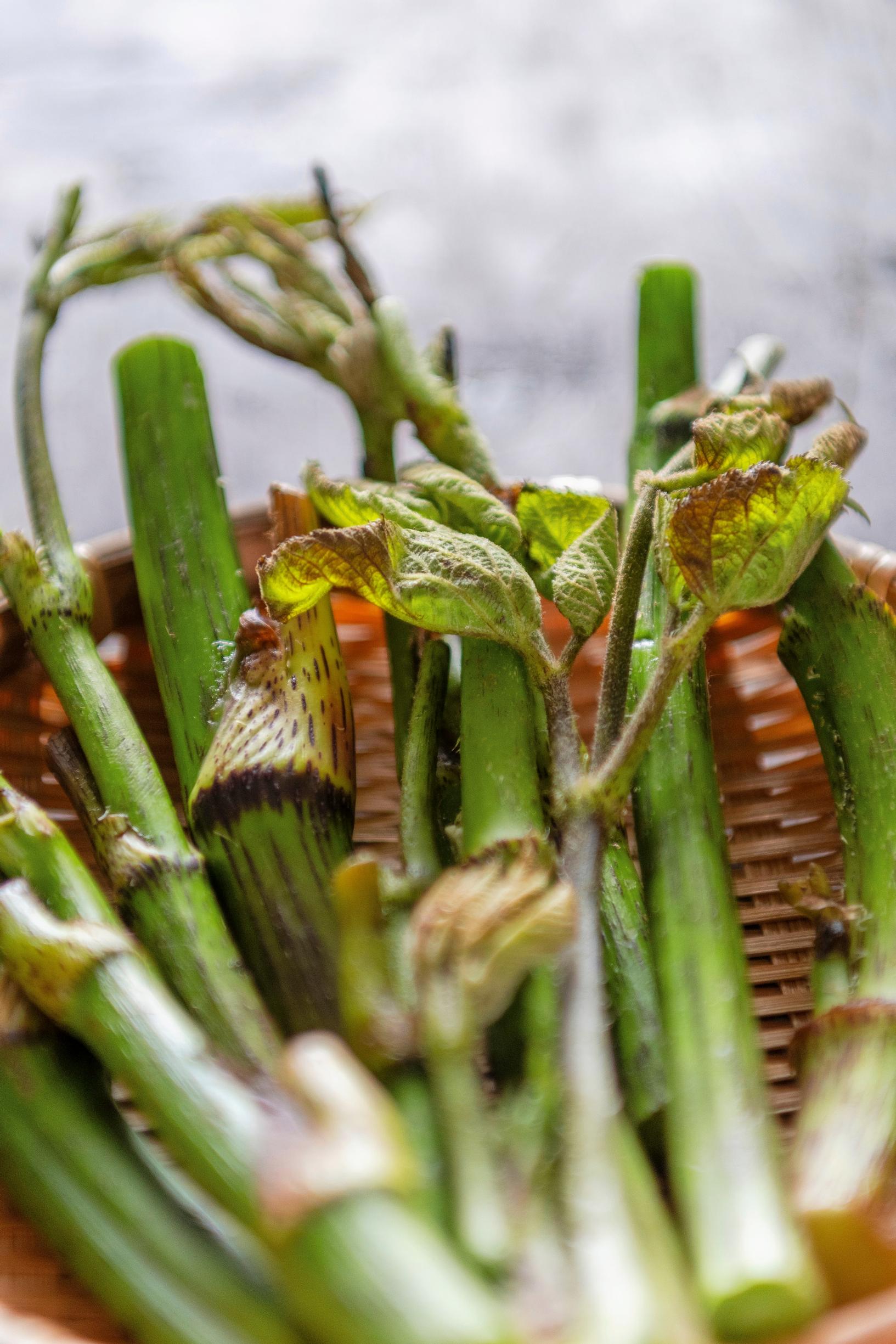 Hertta-aralia eli udo