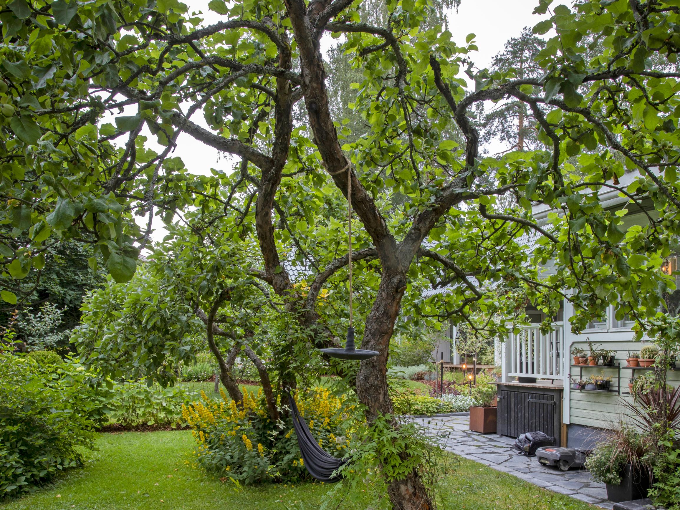 Omenapuun leikkaaminen kesällä – ammattilainen kertoo kesäleikkauksen hyödyt ja miksi puu pitää leikata juuri oikeaan aikaan