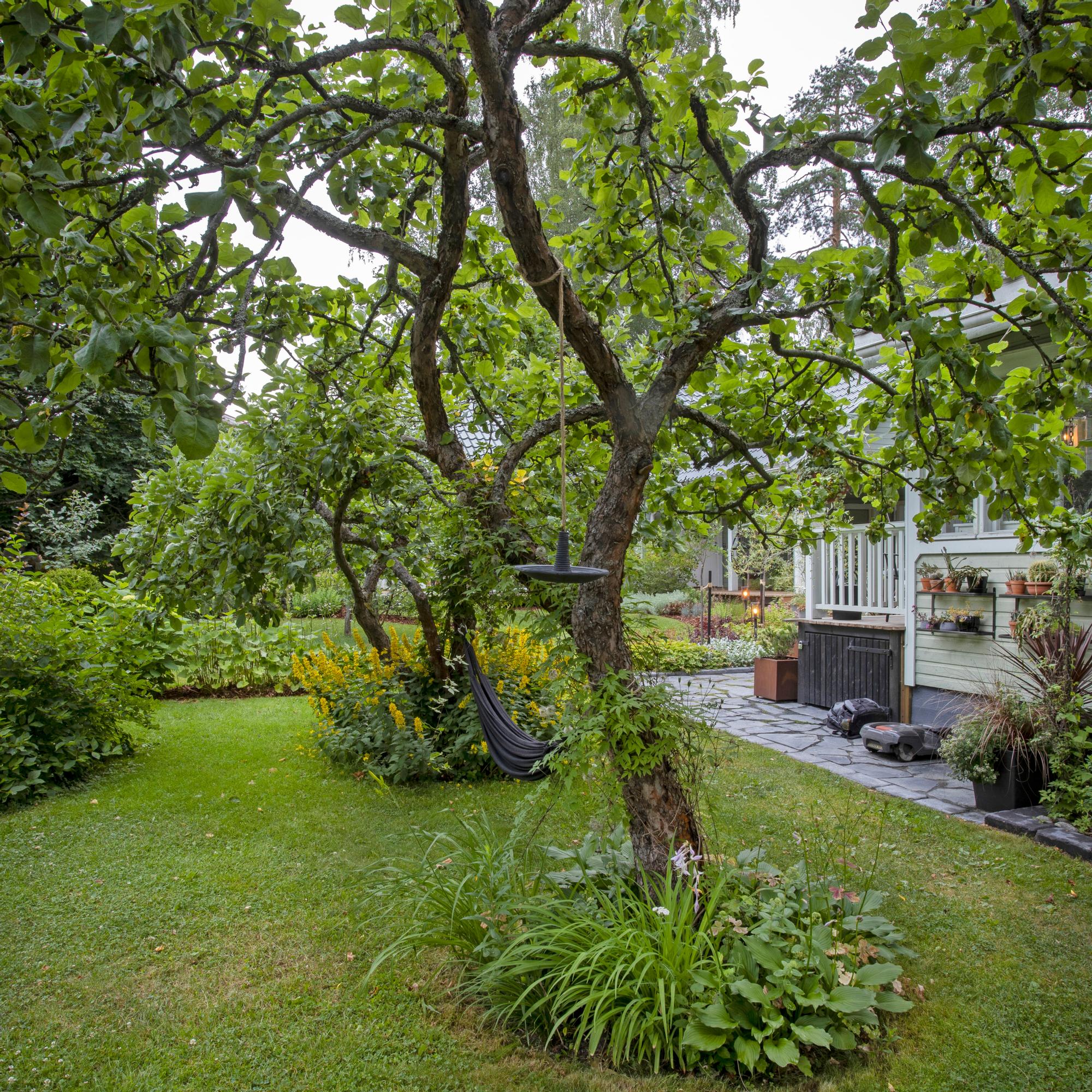 Omenapuun leikkaaminen kesällä – ammattilainen kertoo kesäleikkauksen hyödyt ja miksi puu pitää leikata juuri oikeaan aikaan