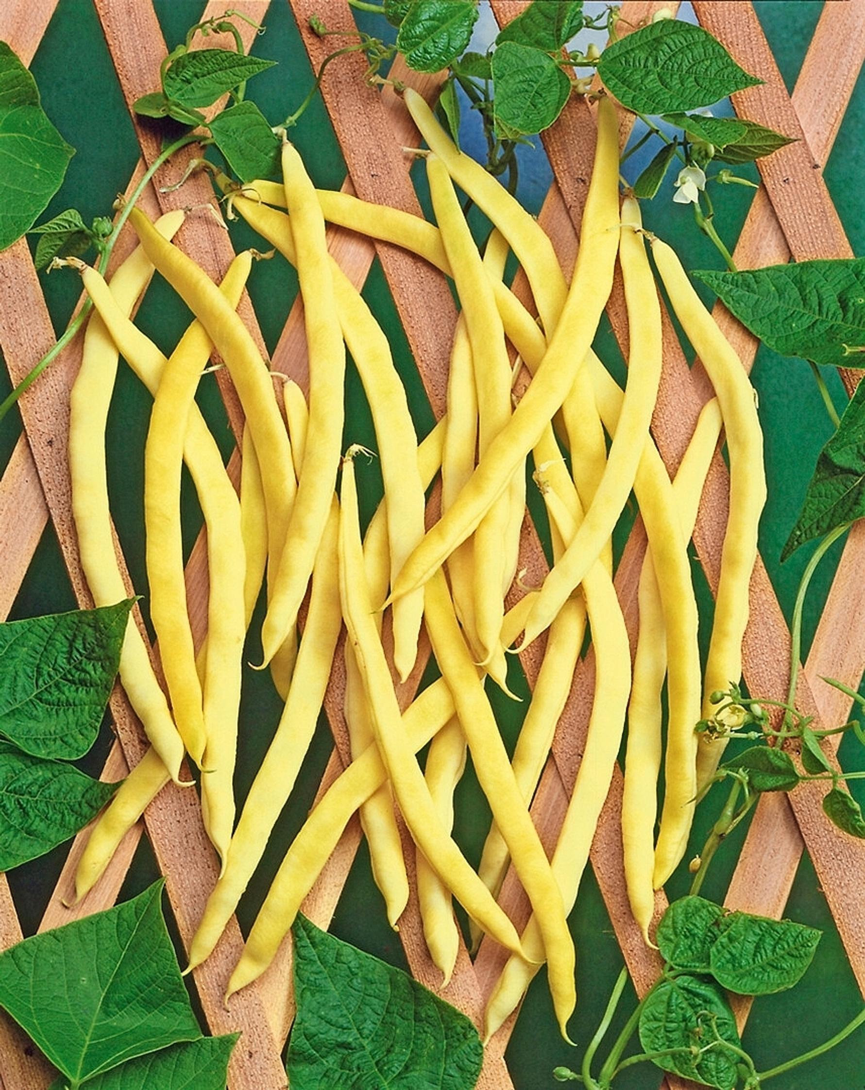 Papulajikkeet: salkopapu ’Neckargold’